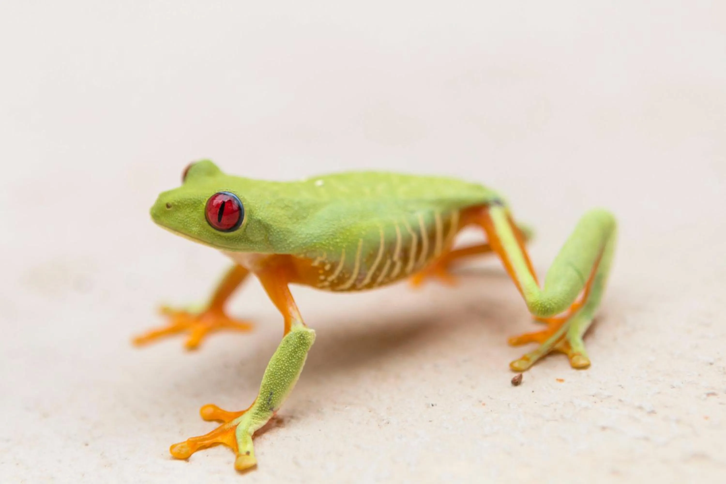 Animals in Alma de Ojochal