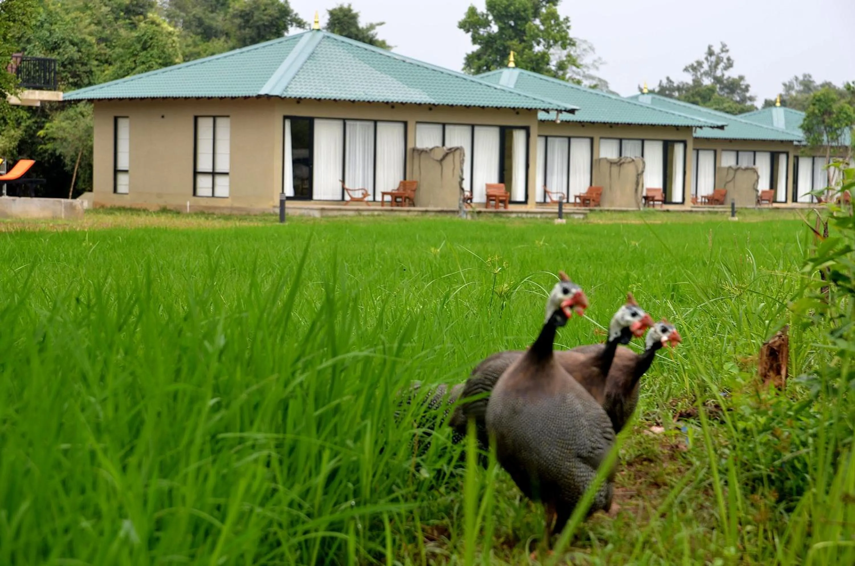 Pets in Sigiriya King's Resort