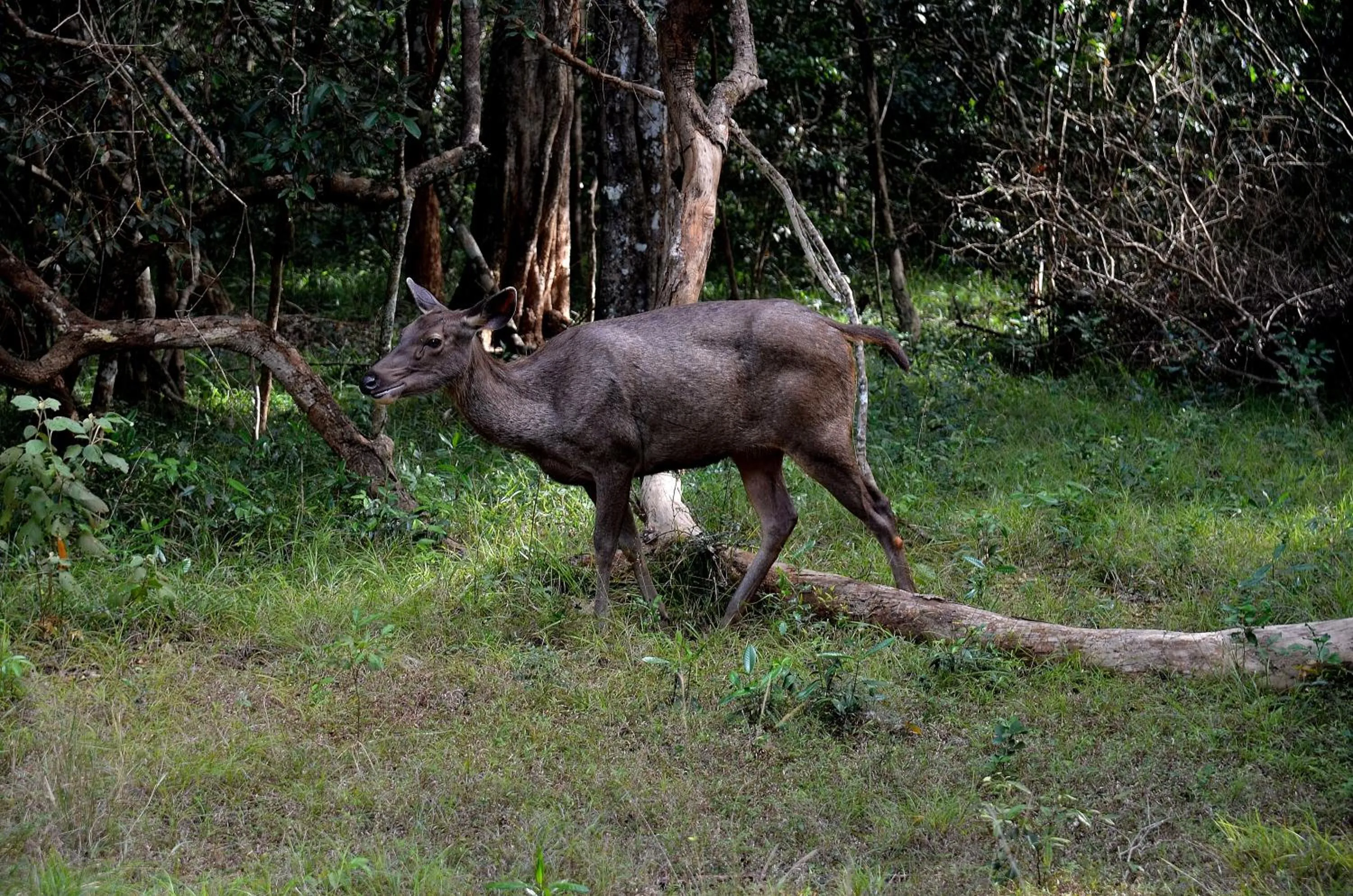 Animals in Sigiriya King's Resort
