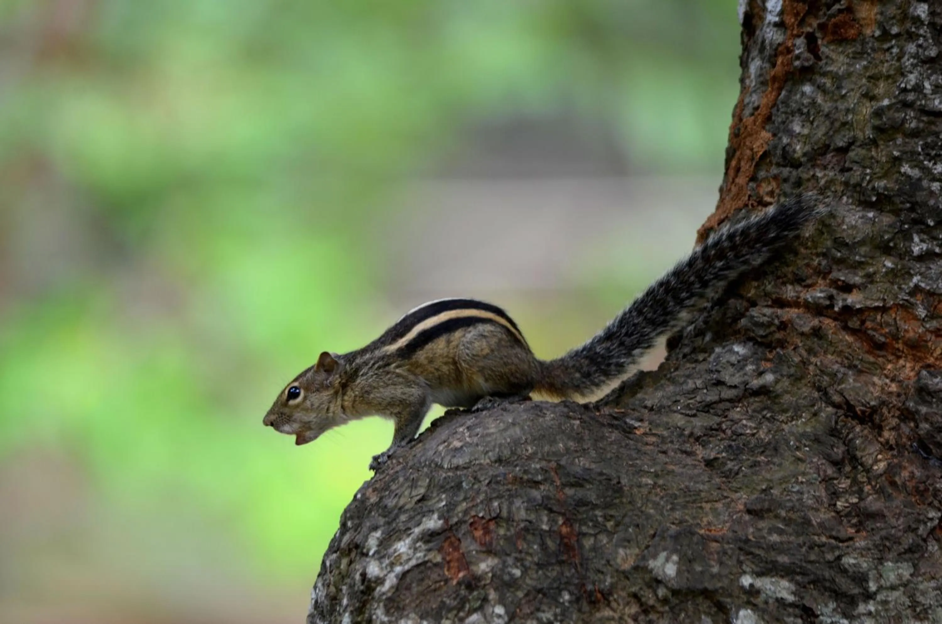 Animals in Sigiriya King's Resort