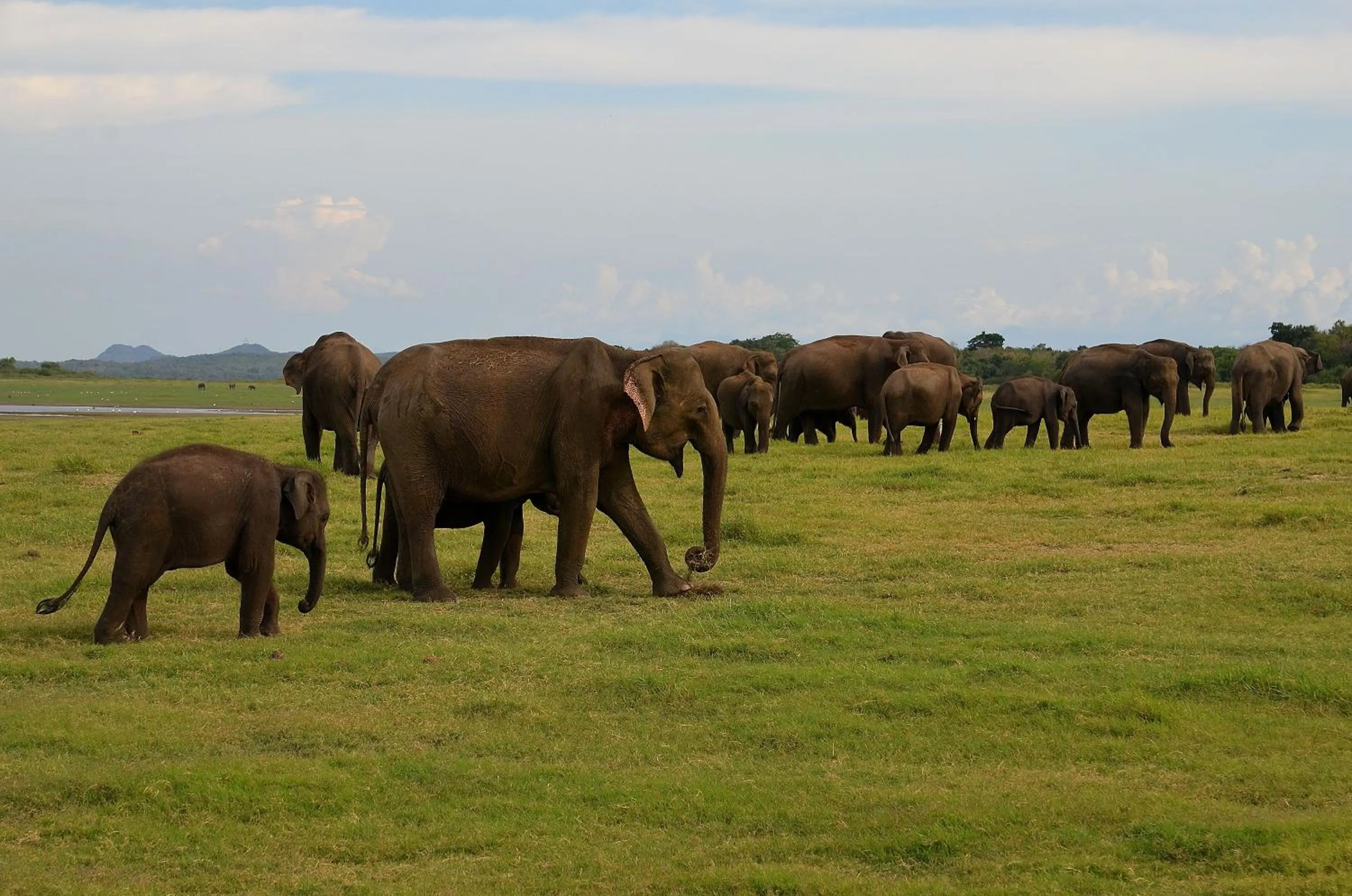 Animals in Sigiriya King's Resort