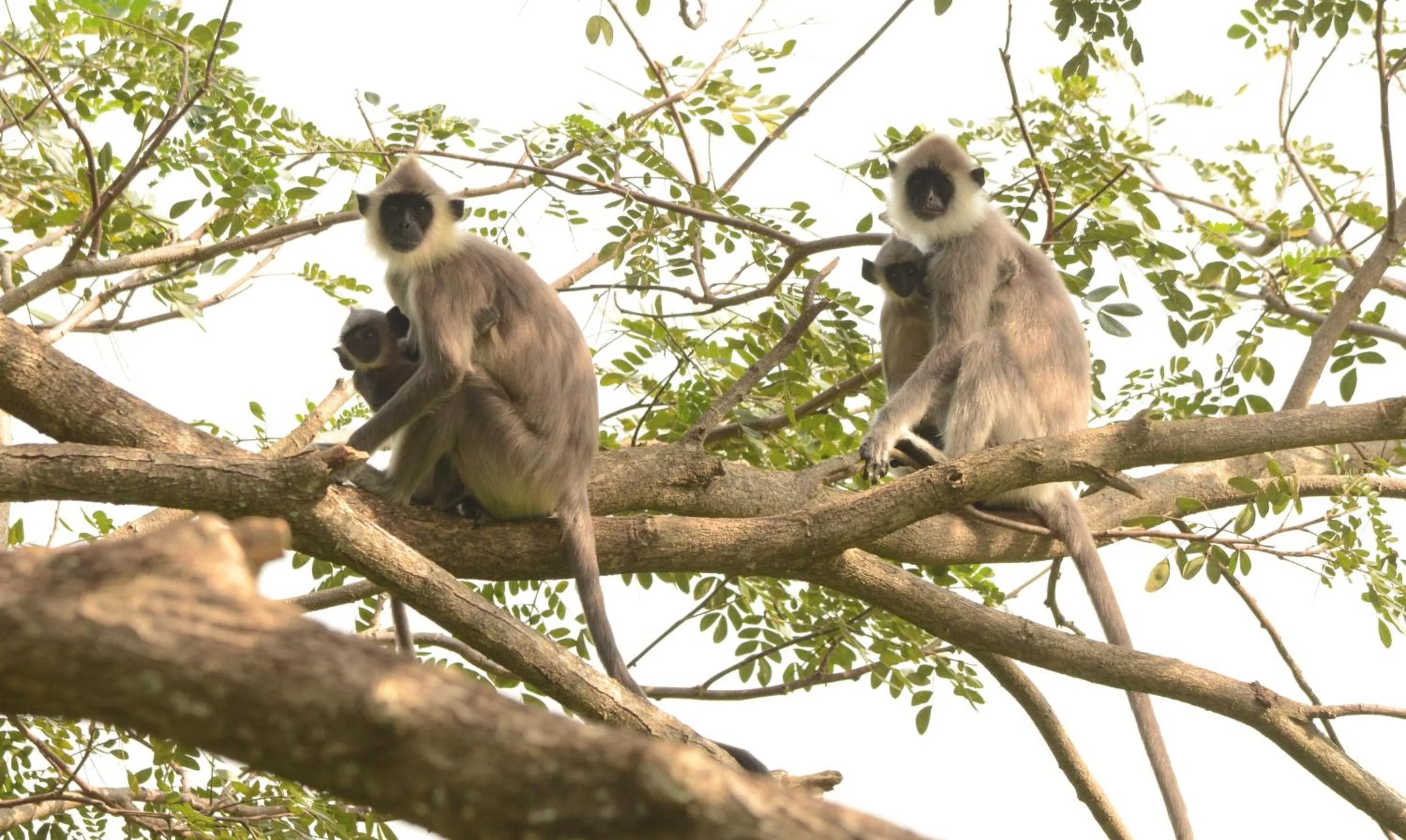 Animals in Sigiriya King's Resort