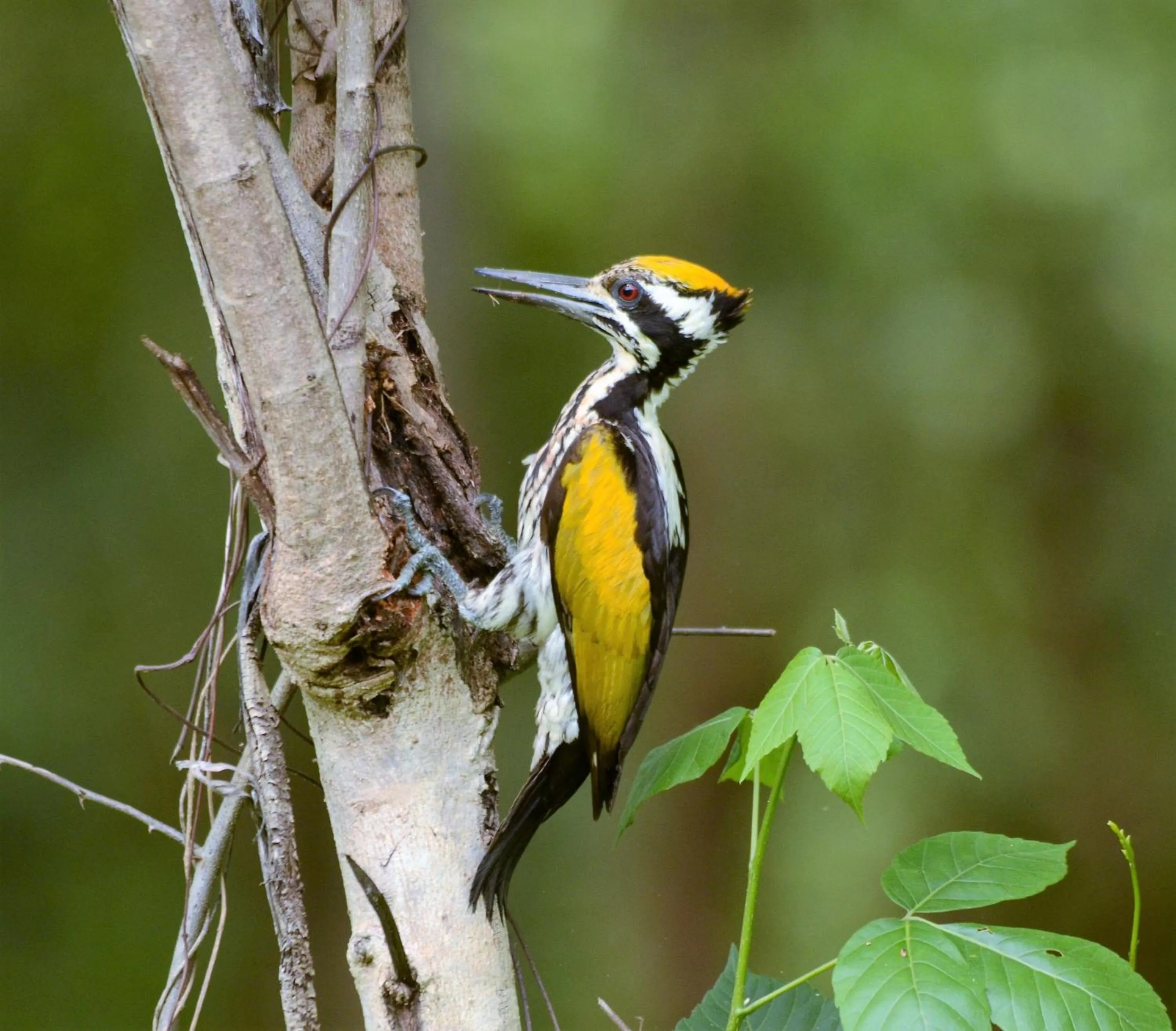 Animals in Sigiriya King's Resort
