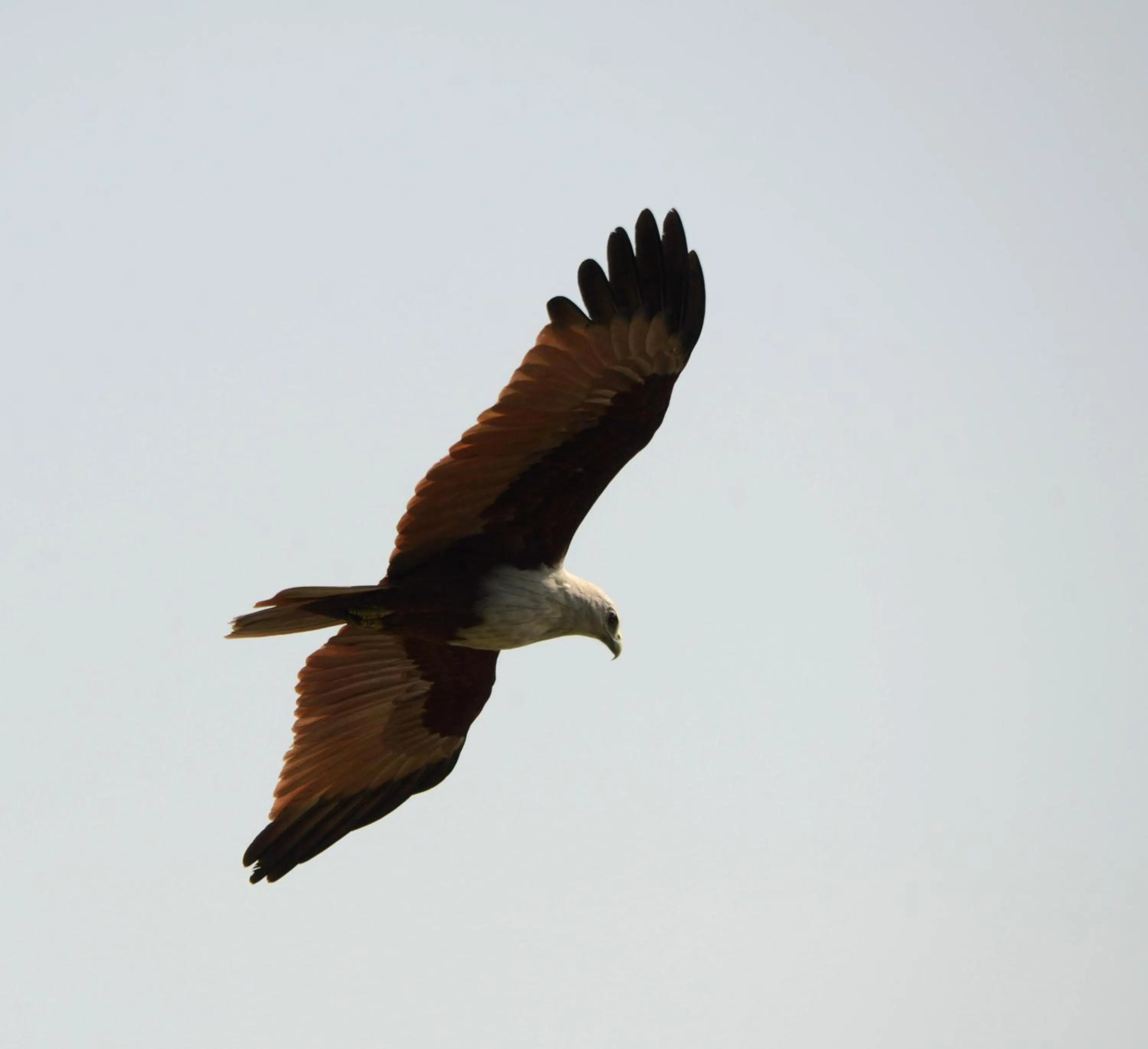 Animals in Sigiriya King's Resort