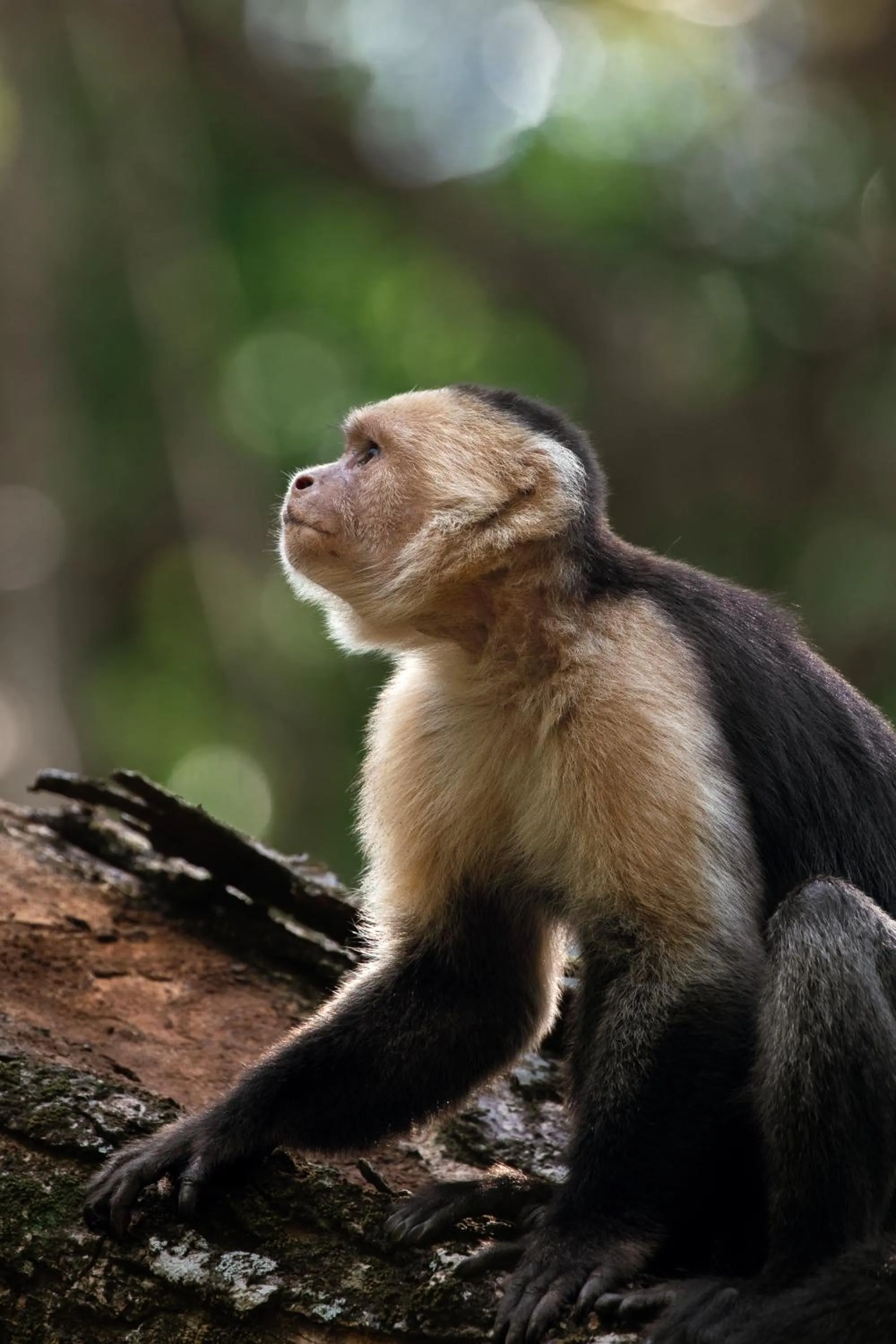 Animals in Hotel Santa Teresa by the Beach