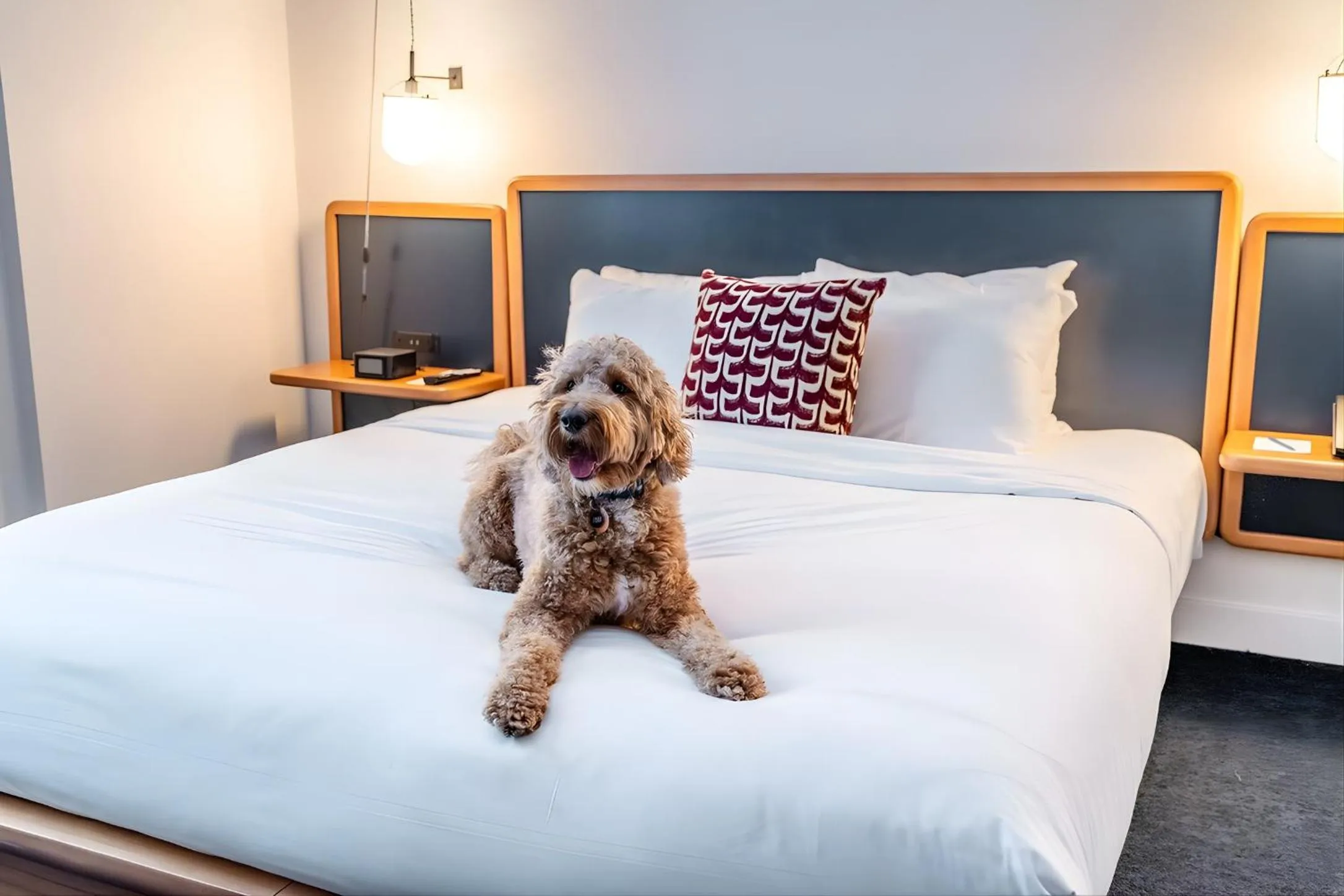Pets, Bed in Emery Hotel, Autograph Collection