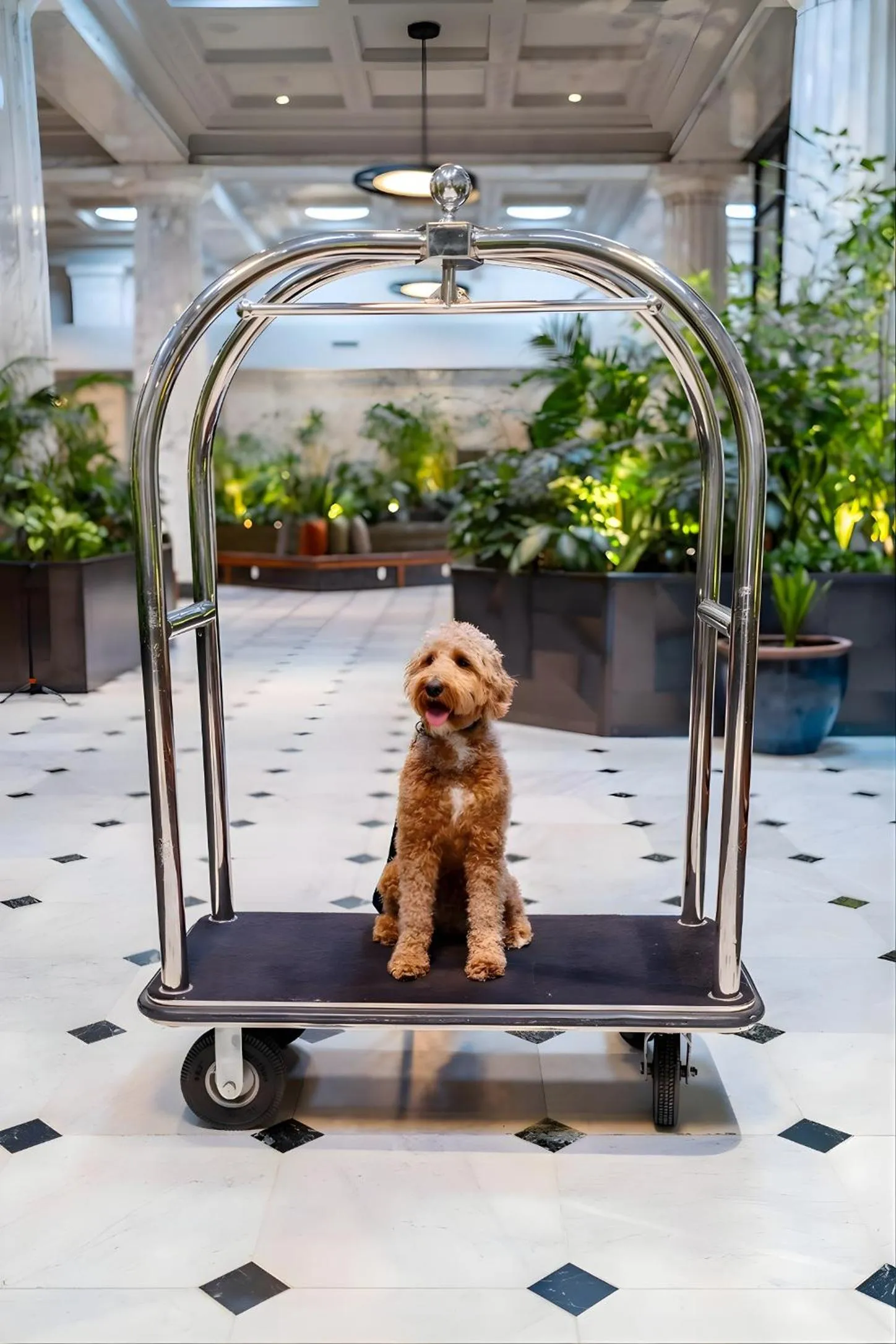 Pets in Emery Hotel, Autograph Collection