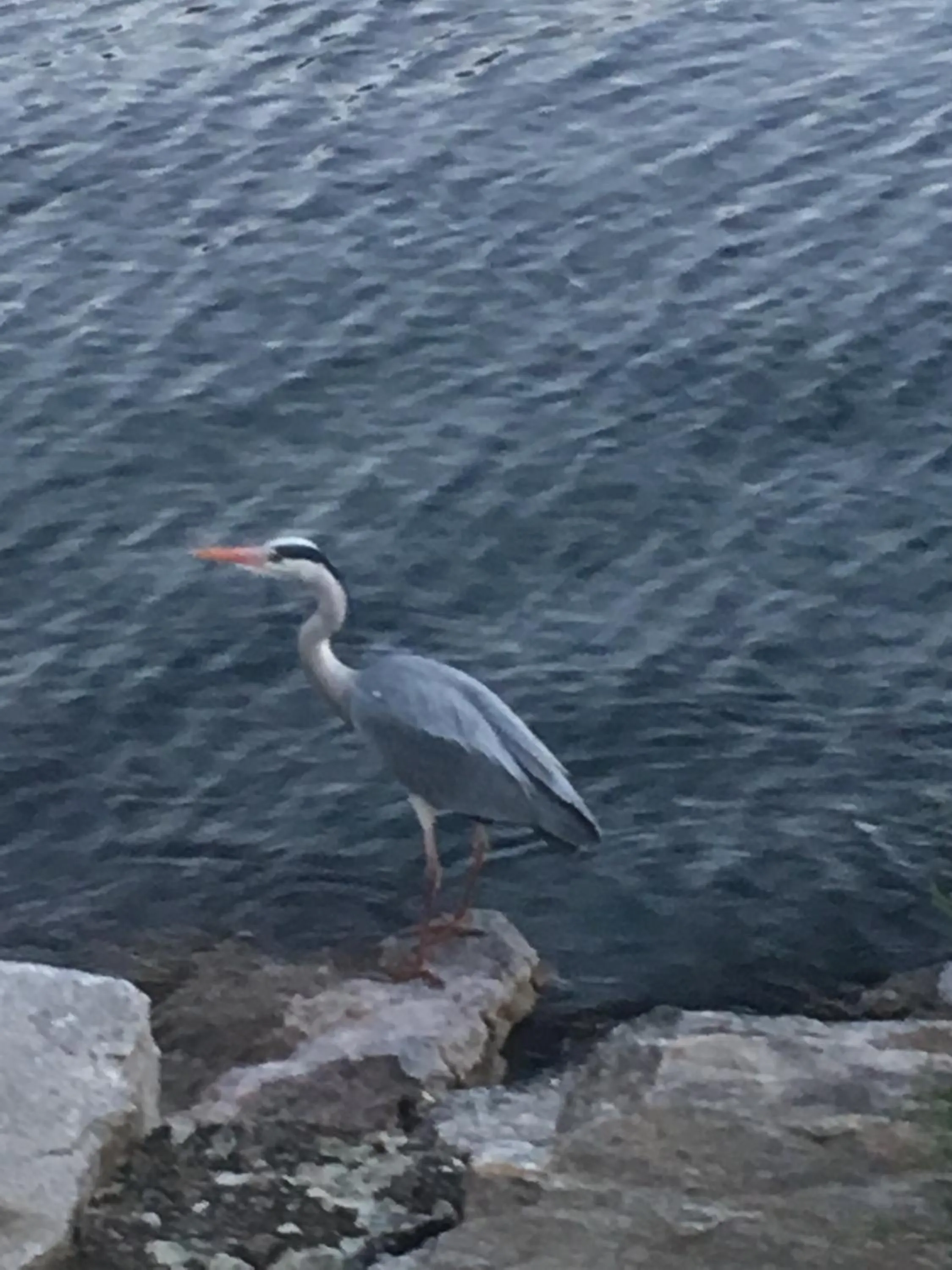 Animals in Al Boccalino Bed&Breakfast