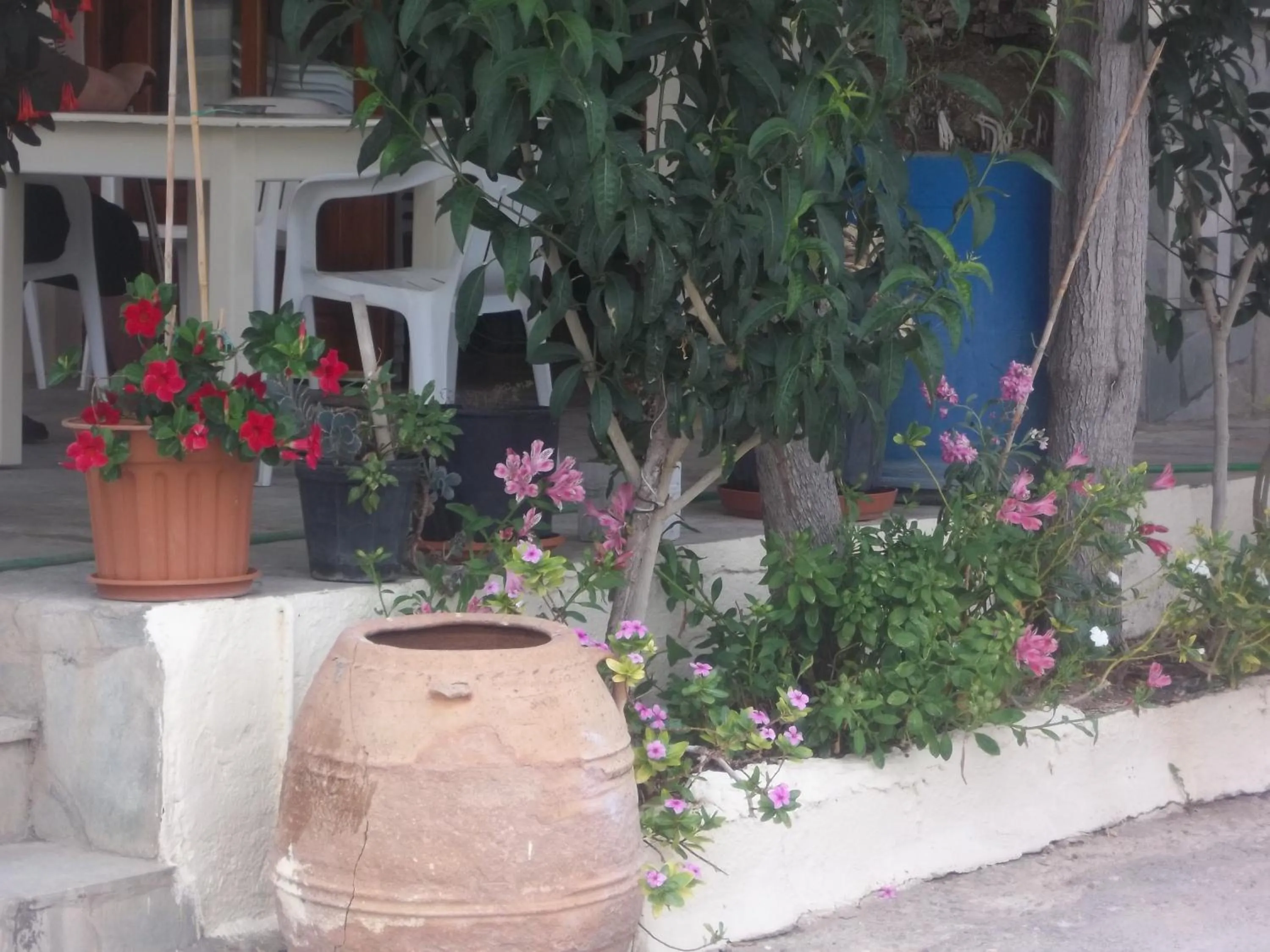 Garden view in Knossos Hotel