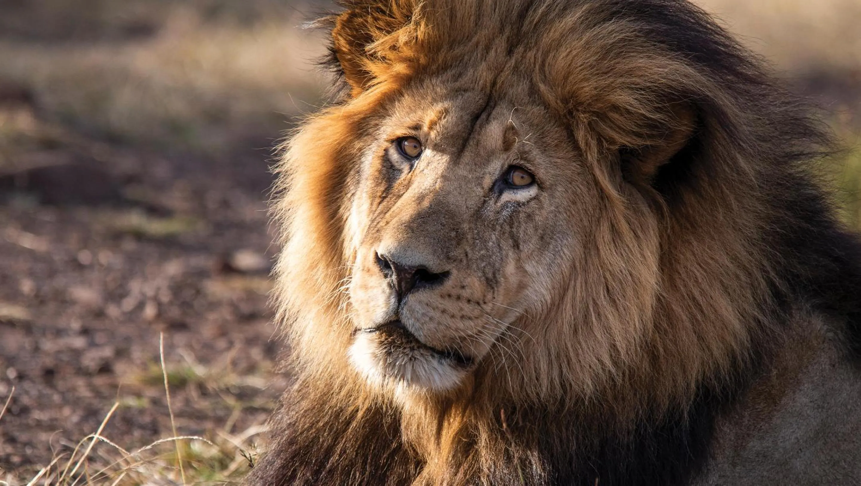 Animals in Gondwana Game Reserve