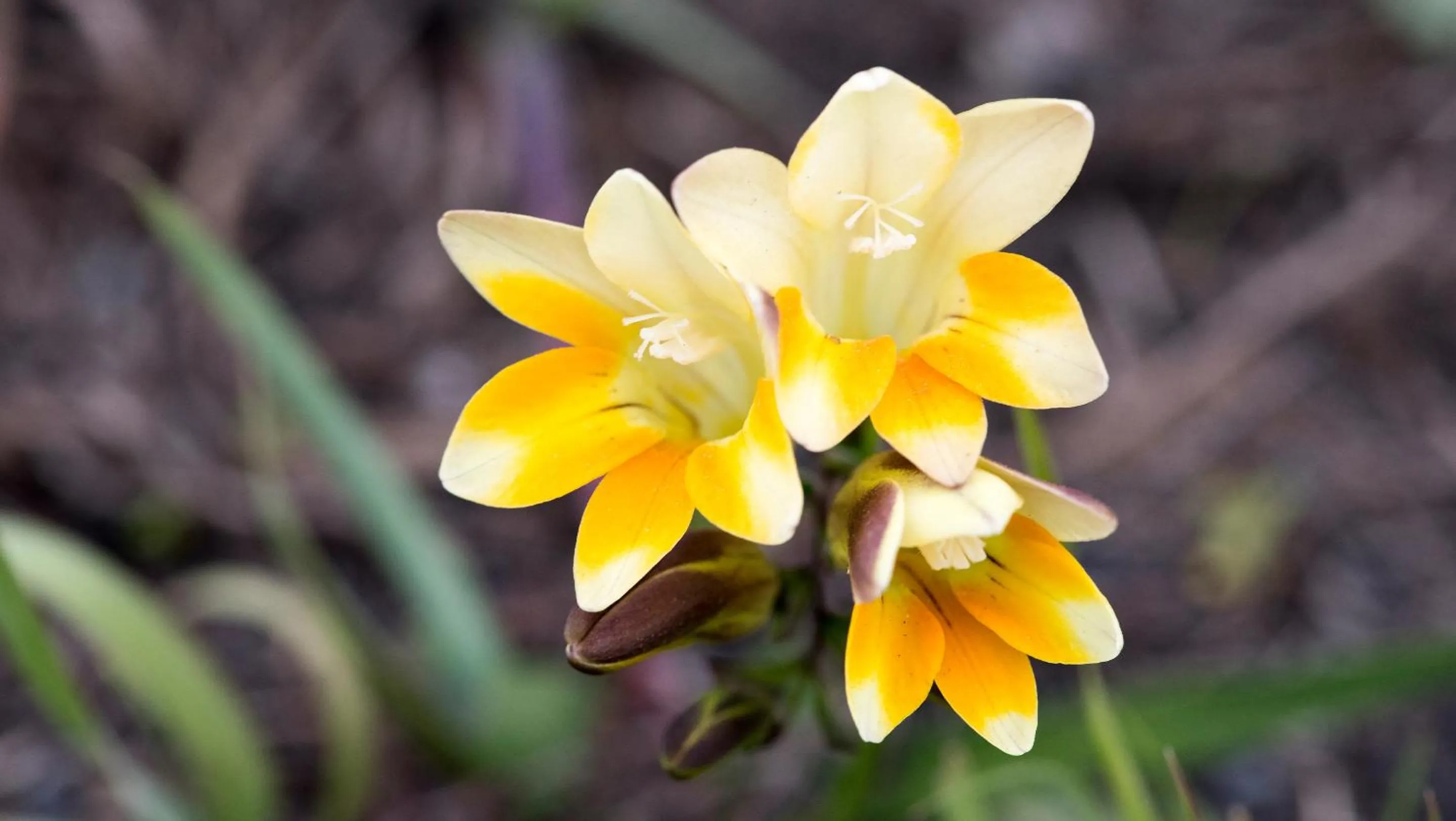 Other in Gondwana Game Reserve