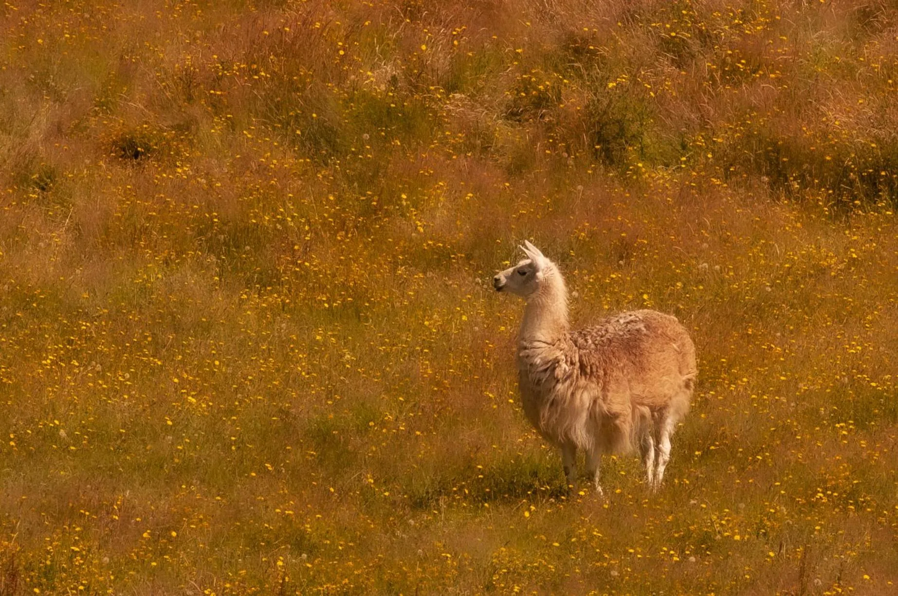 Animals in Hotel Casa de la Oma