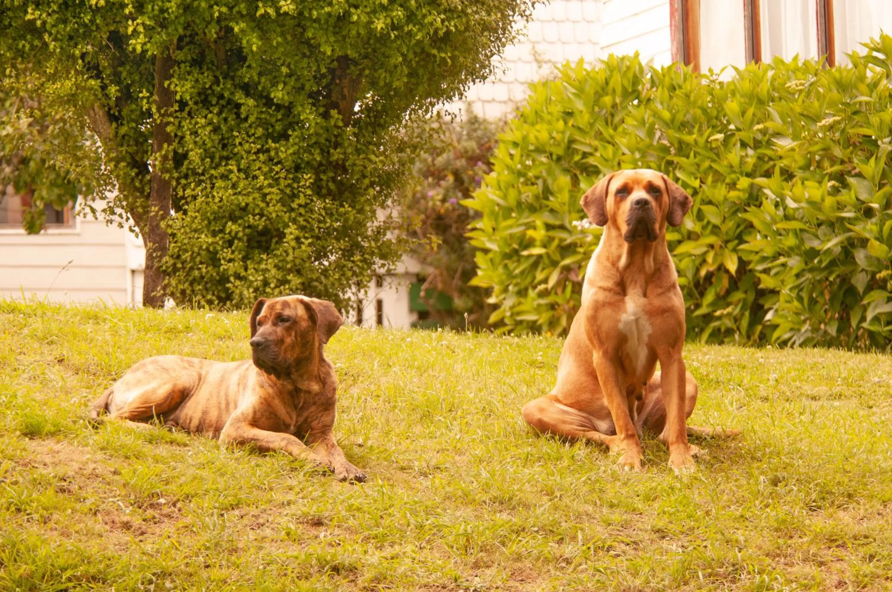 Pets in Hotel Casa de la Oma