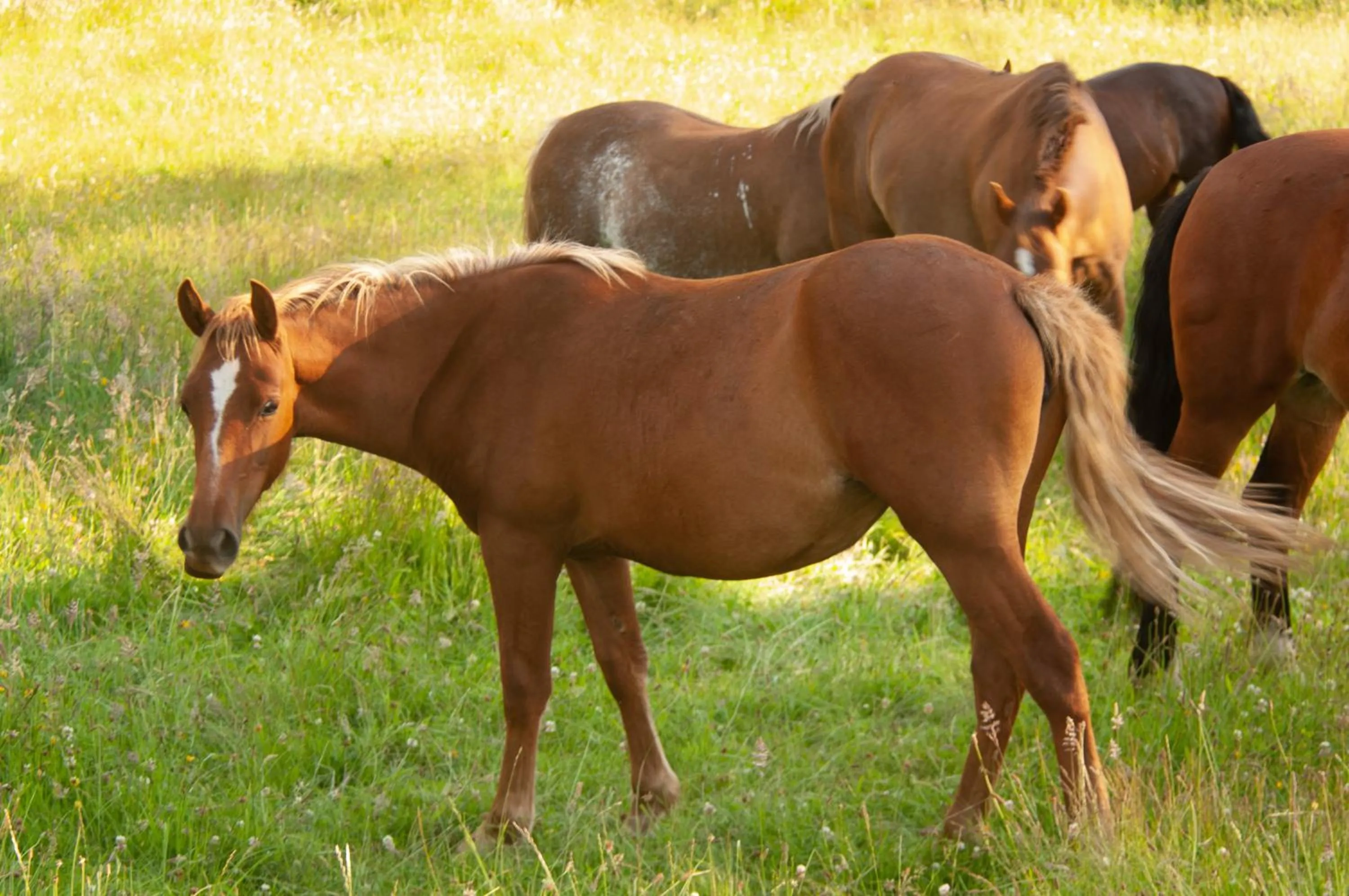 Hotel Casa de la Oma