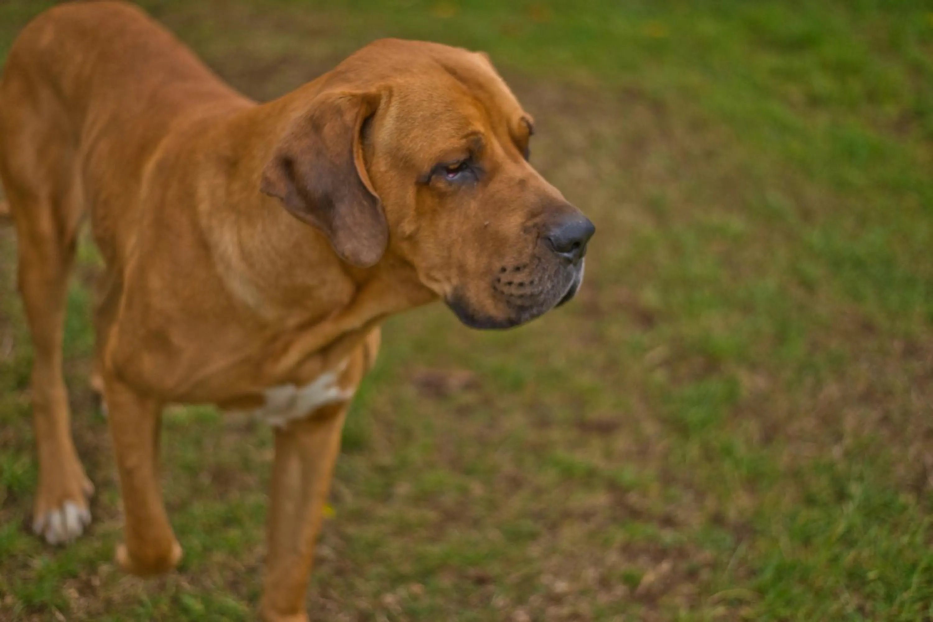 Pets in Hotel Casa de la Oma