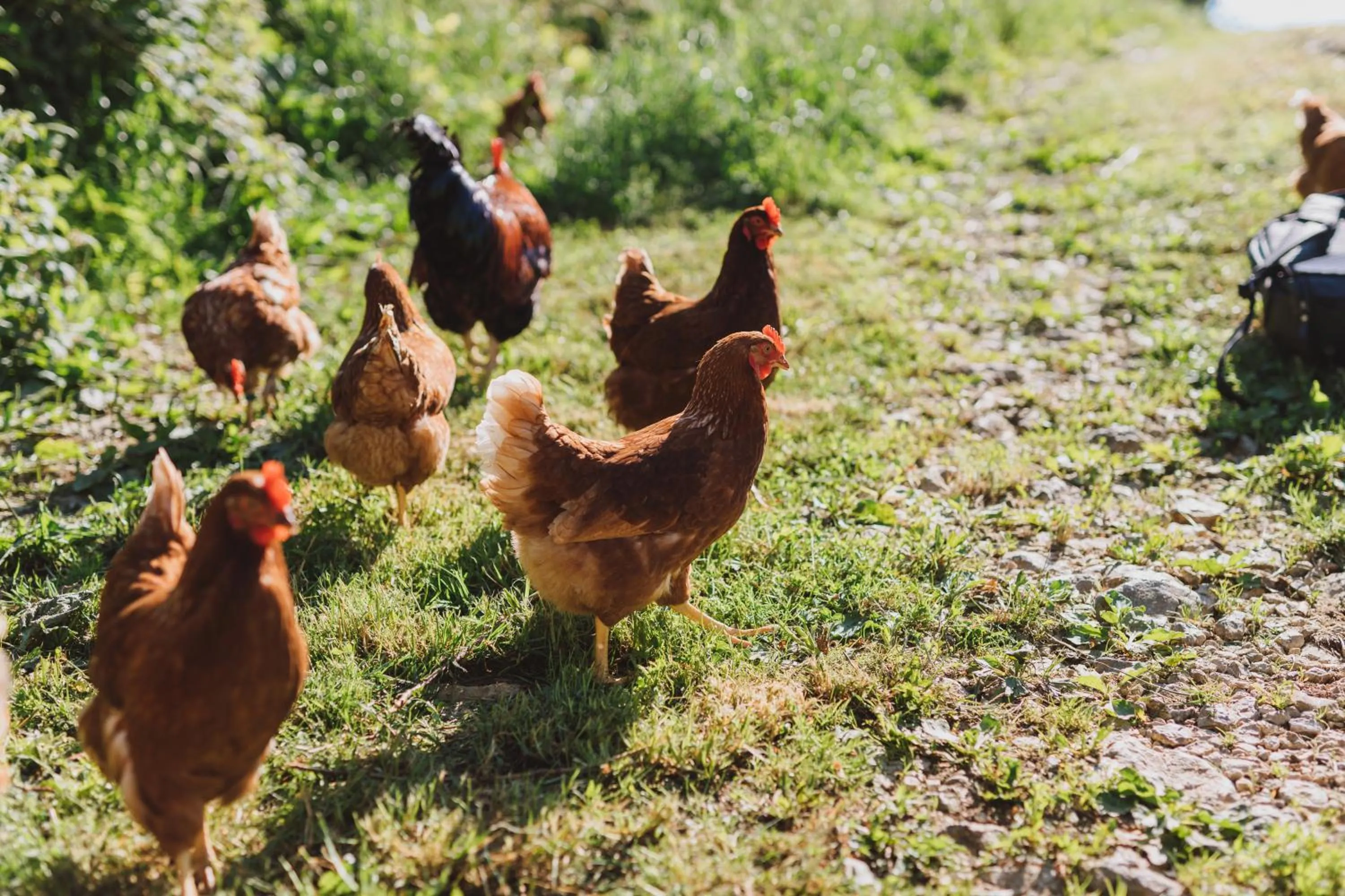 Animals in Tourist Farm Pr'Dovar