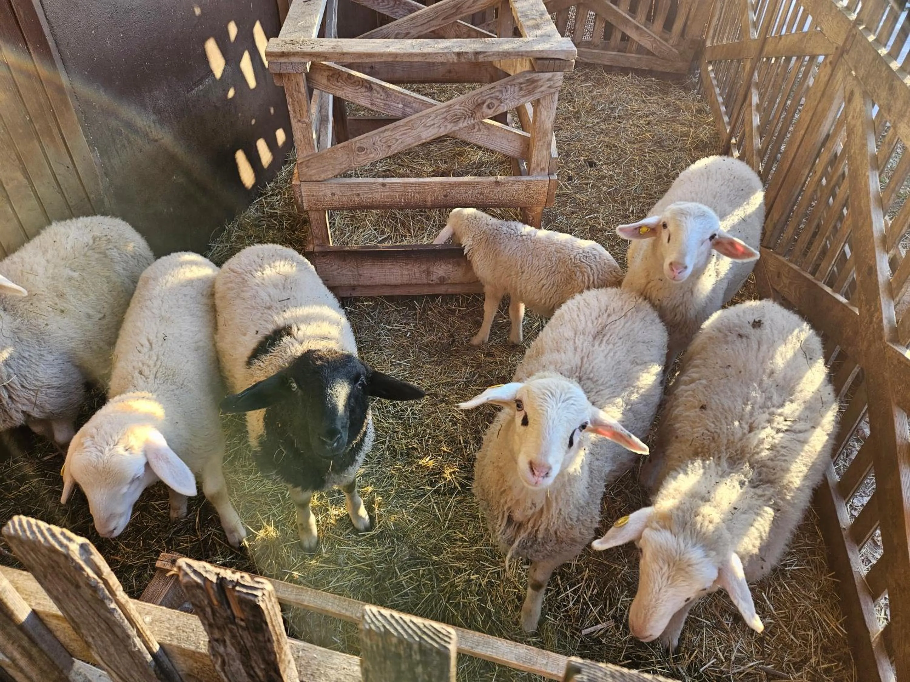 Animals in Tourist Farm Pr'Dovar