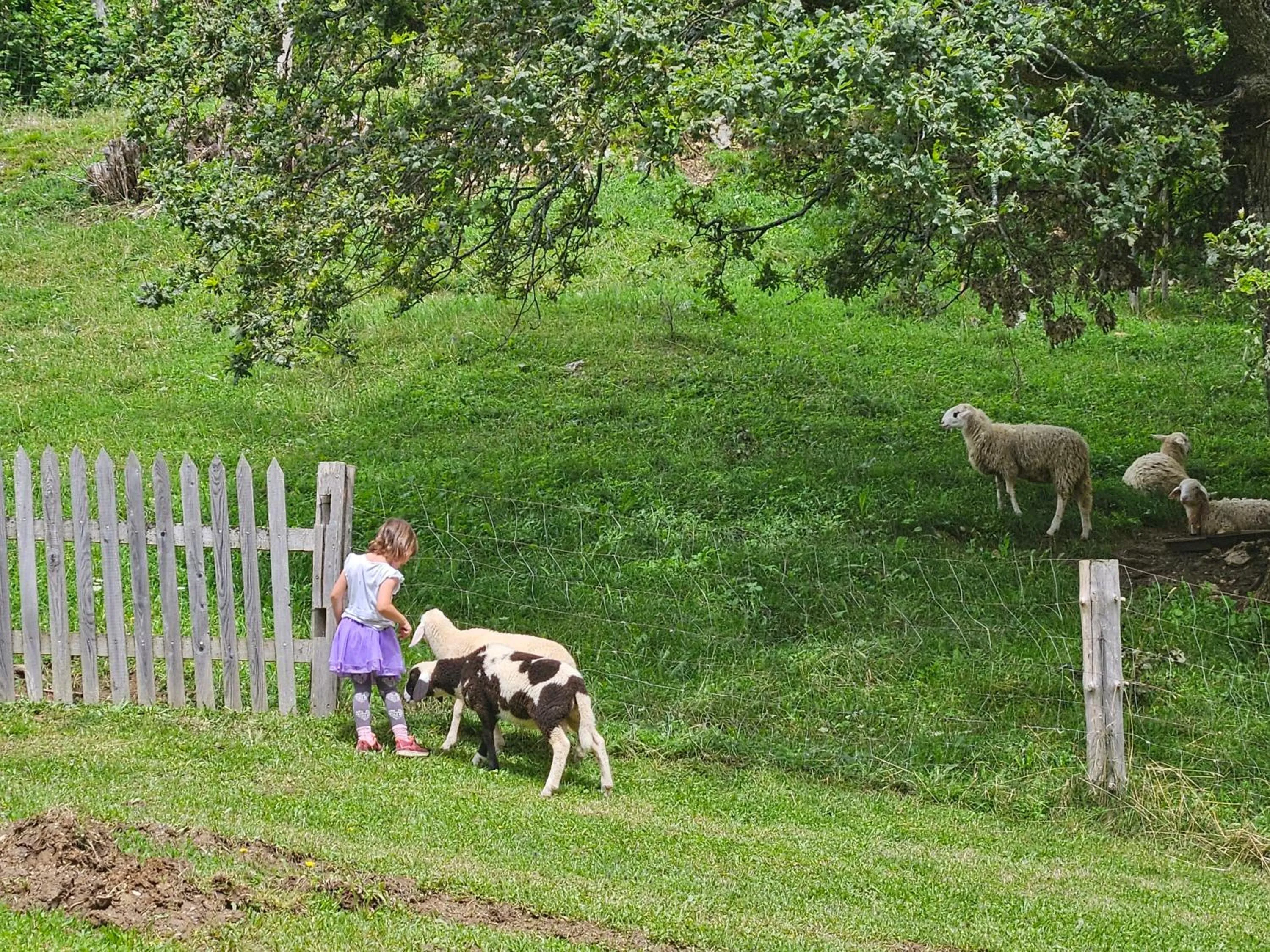 Animals in Tourist Farm Pr'Dovar