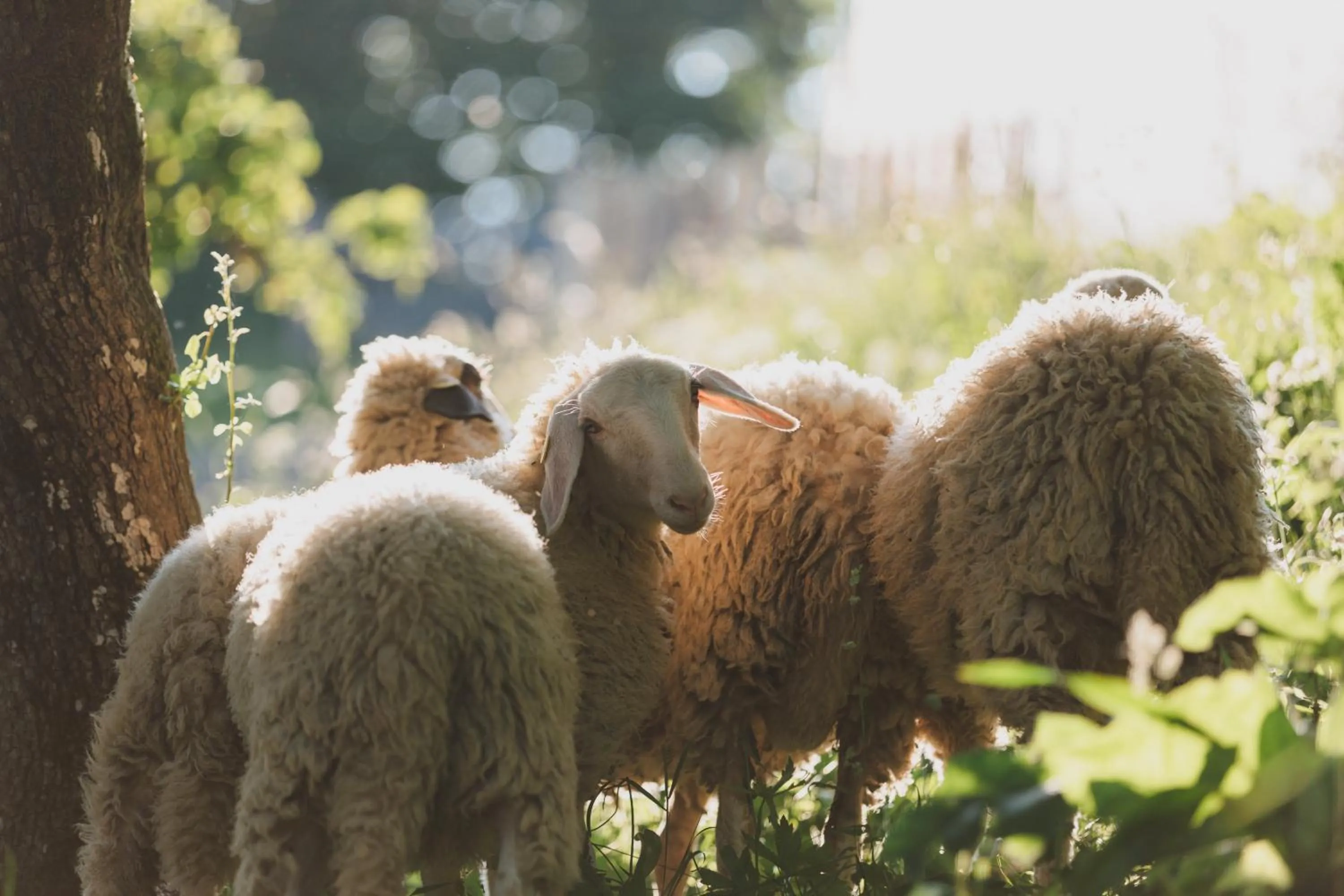 Animals in Tourist Farm Pr'Dovar