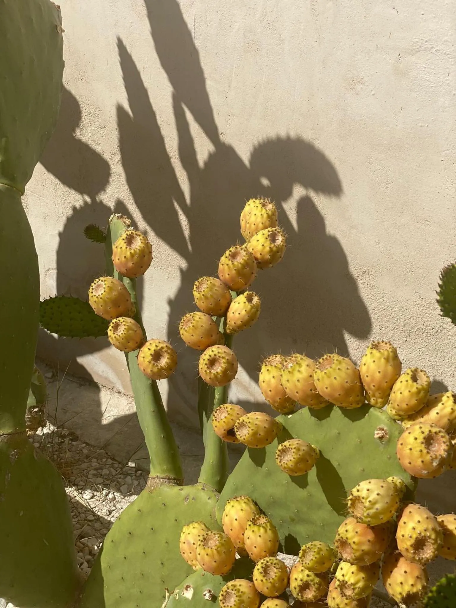 Garden in Ballium Luxury Relais