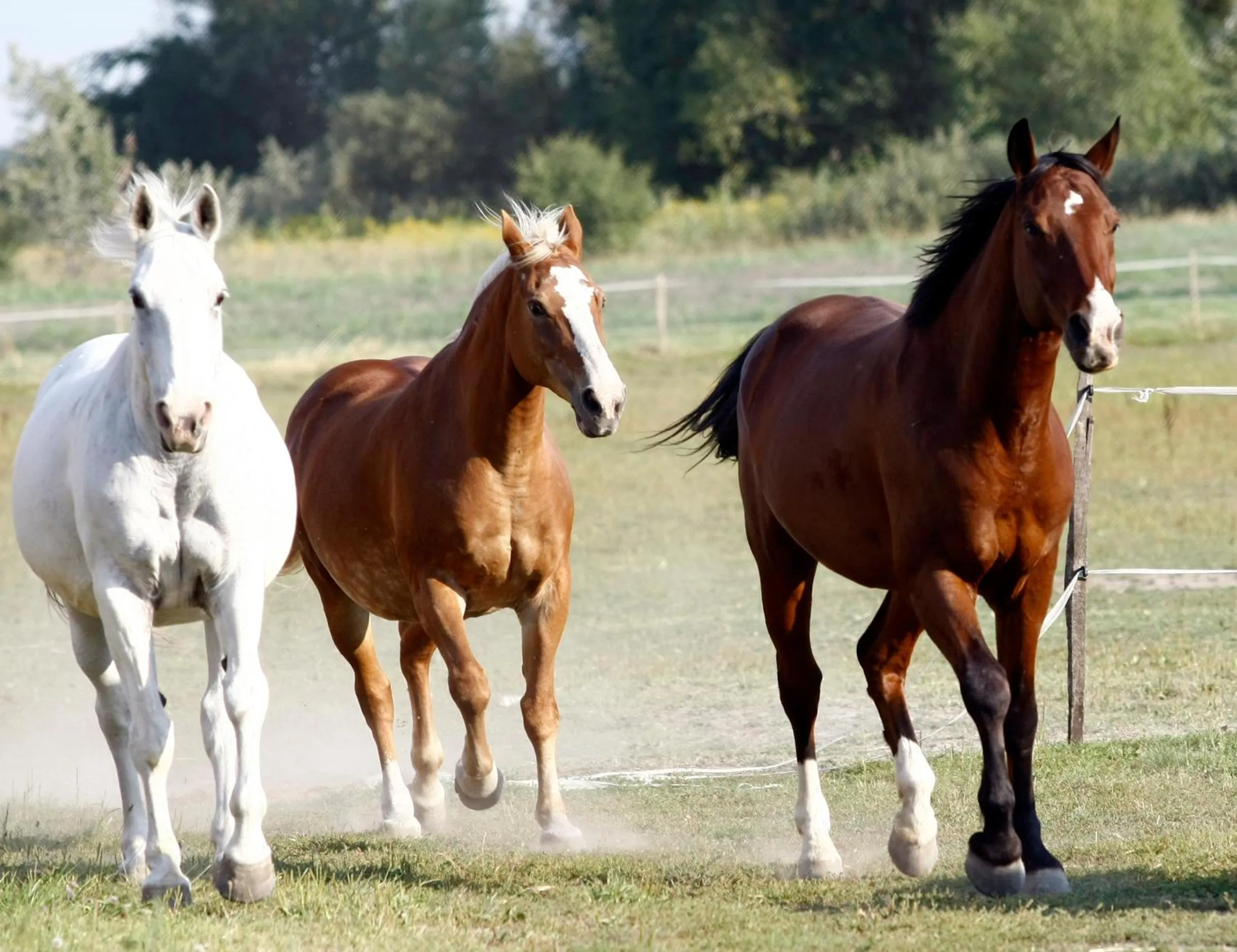 Horse-riding in Nyerges Hotel Termál Superior