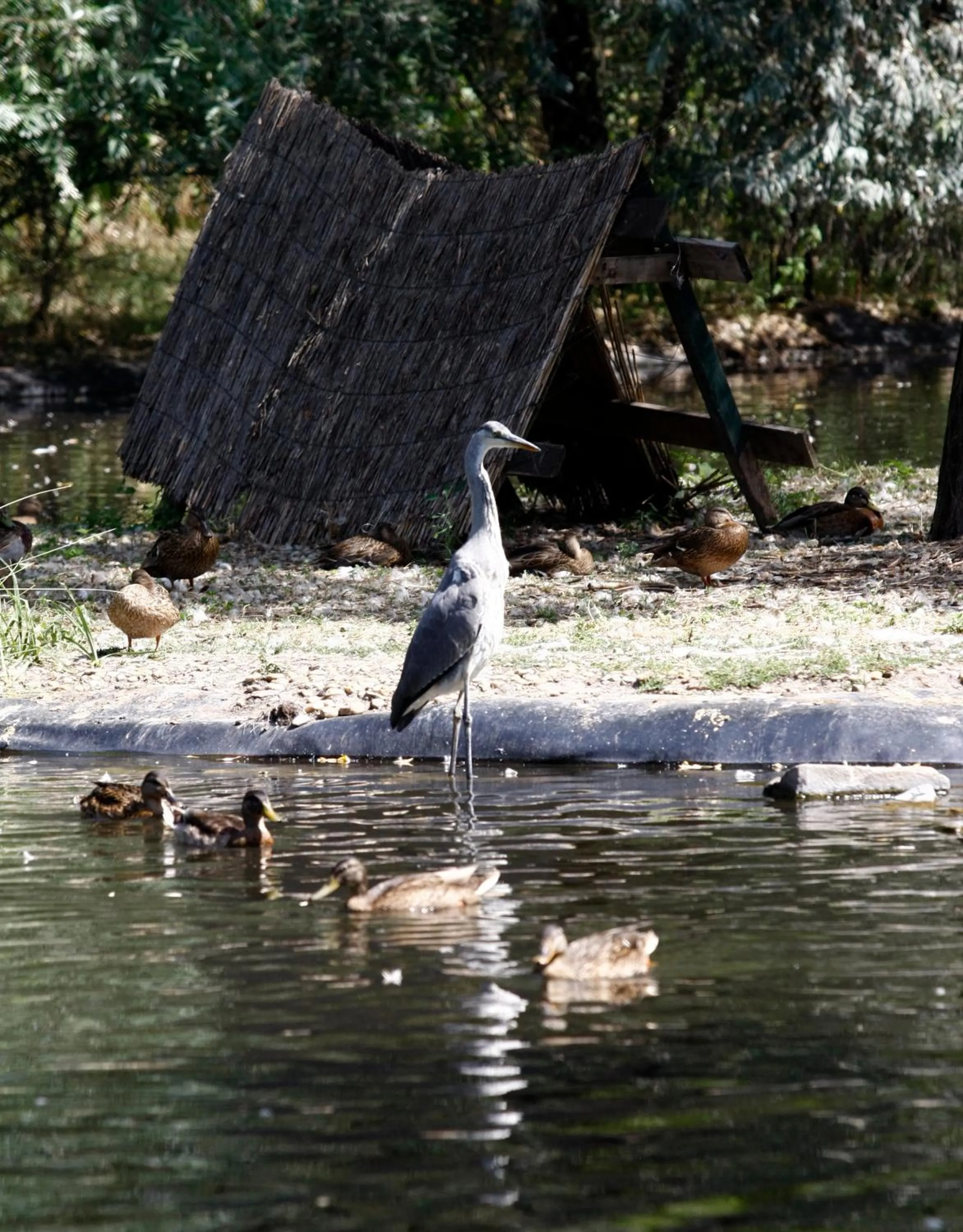 Garden in Nyerges Hotel Termál Superior