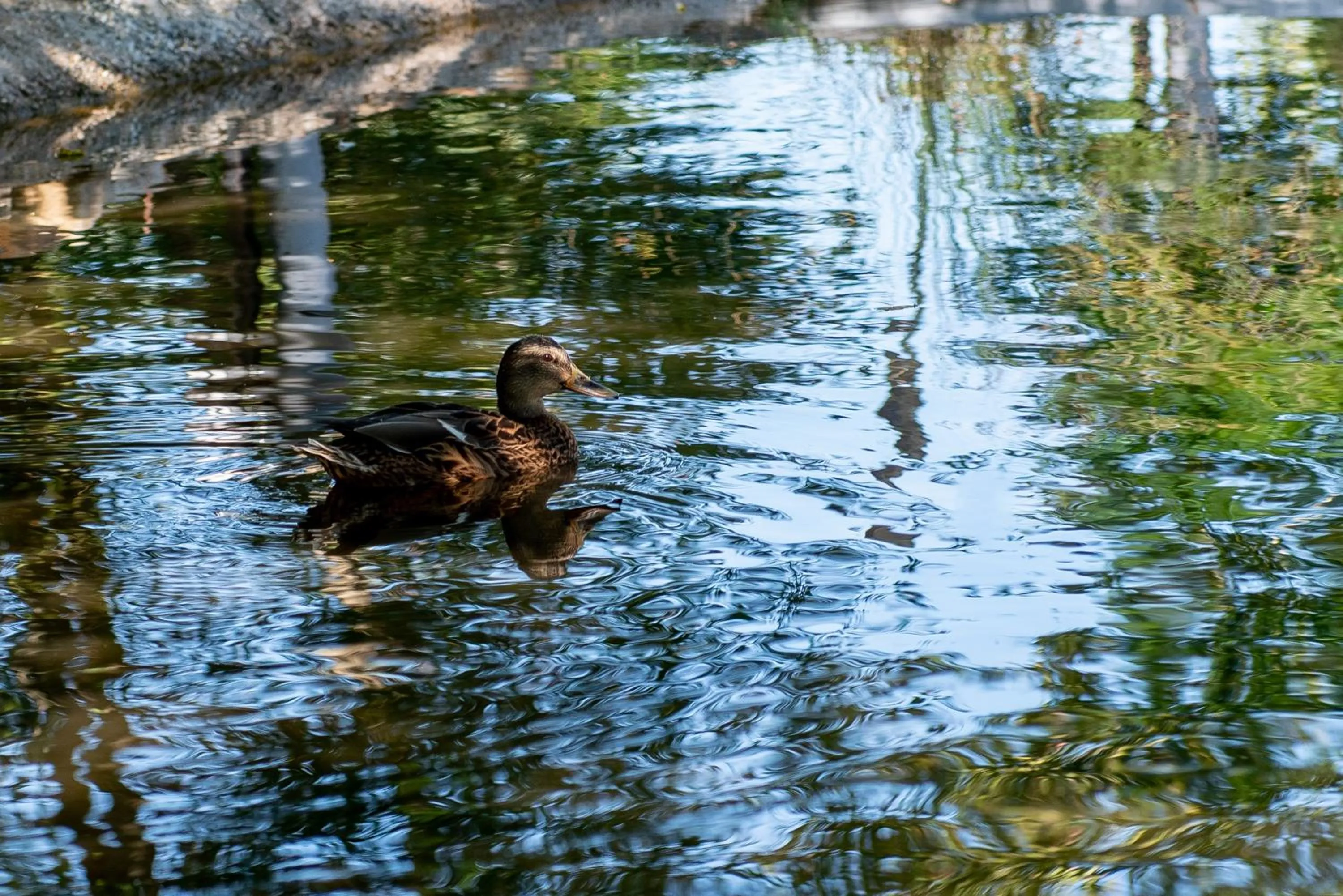 Garden in Nyerges Hotel Termál Superior