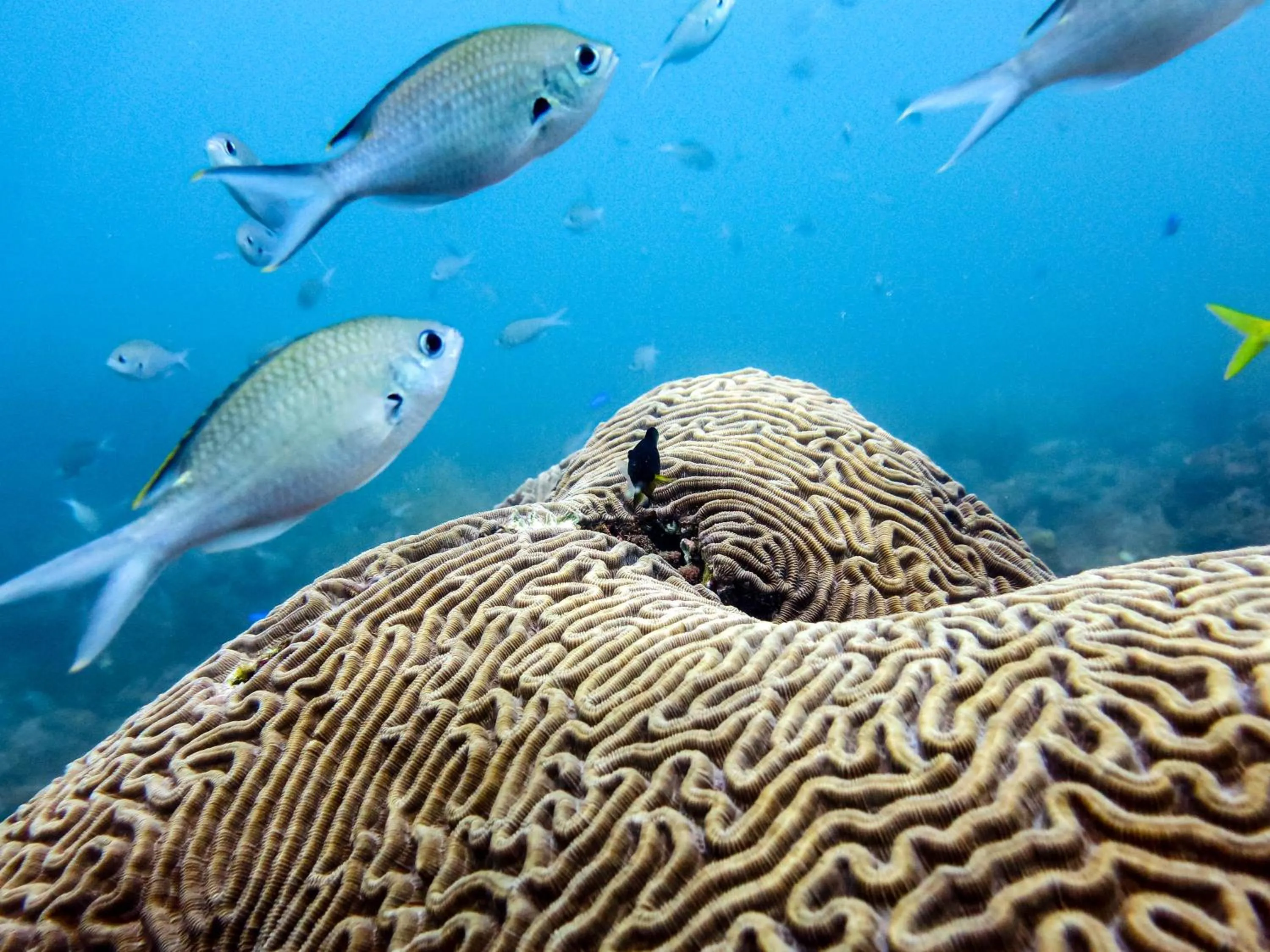 Diving in Ocean lovers Apartamentos
