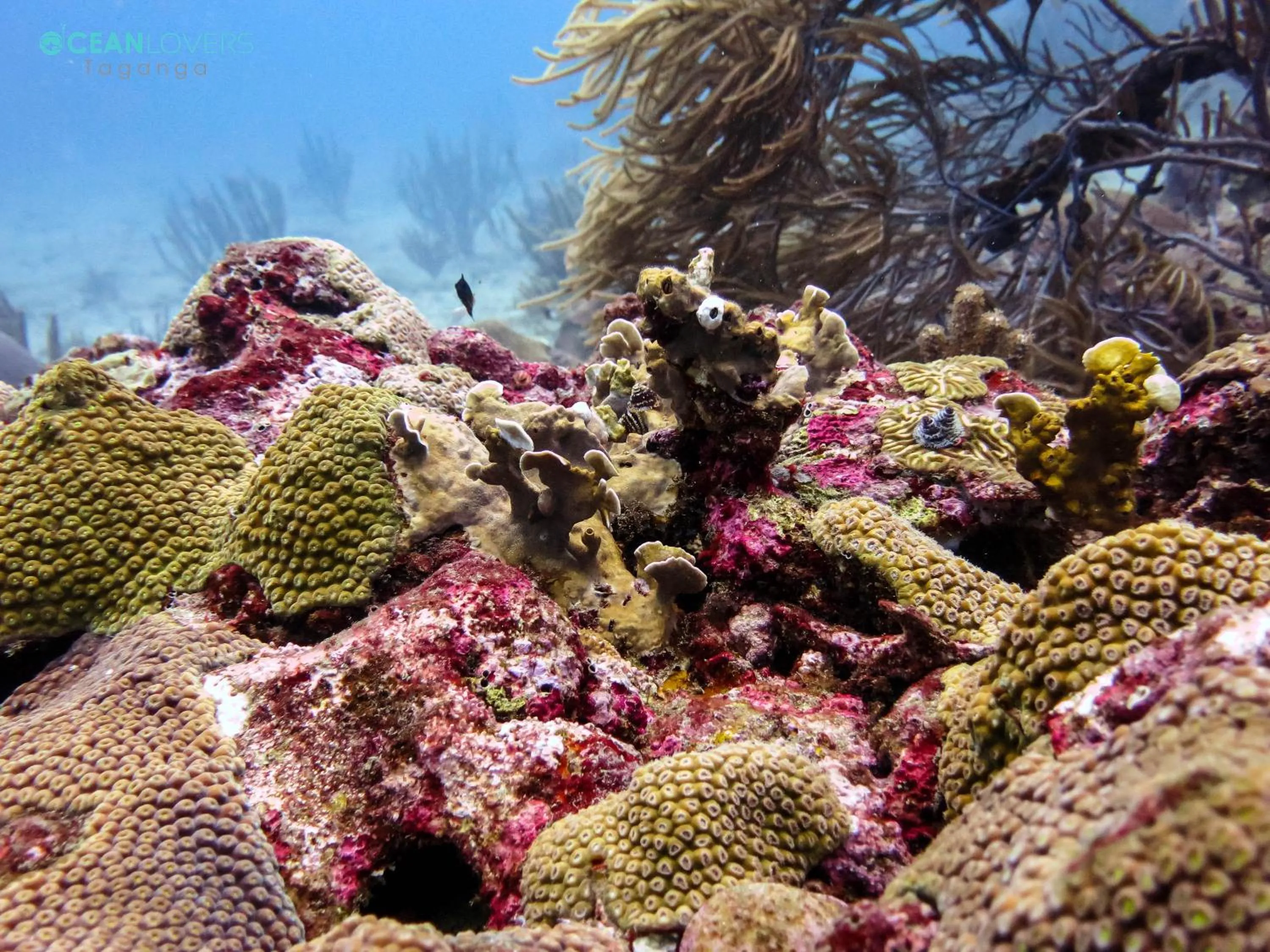 Diving in Ocean lovers Apartamentos