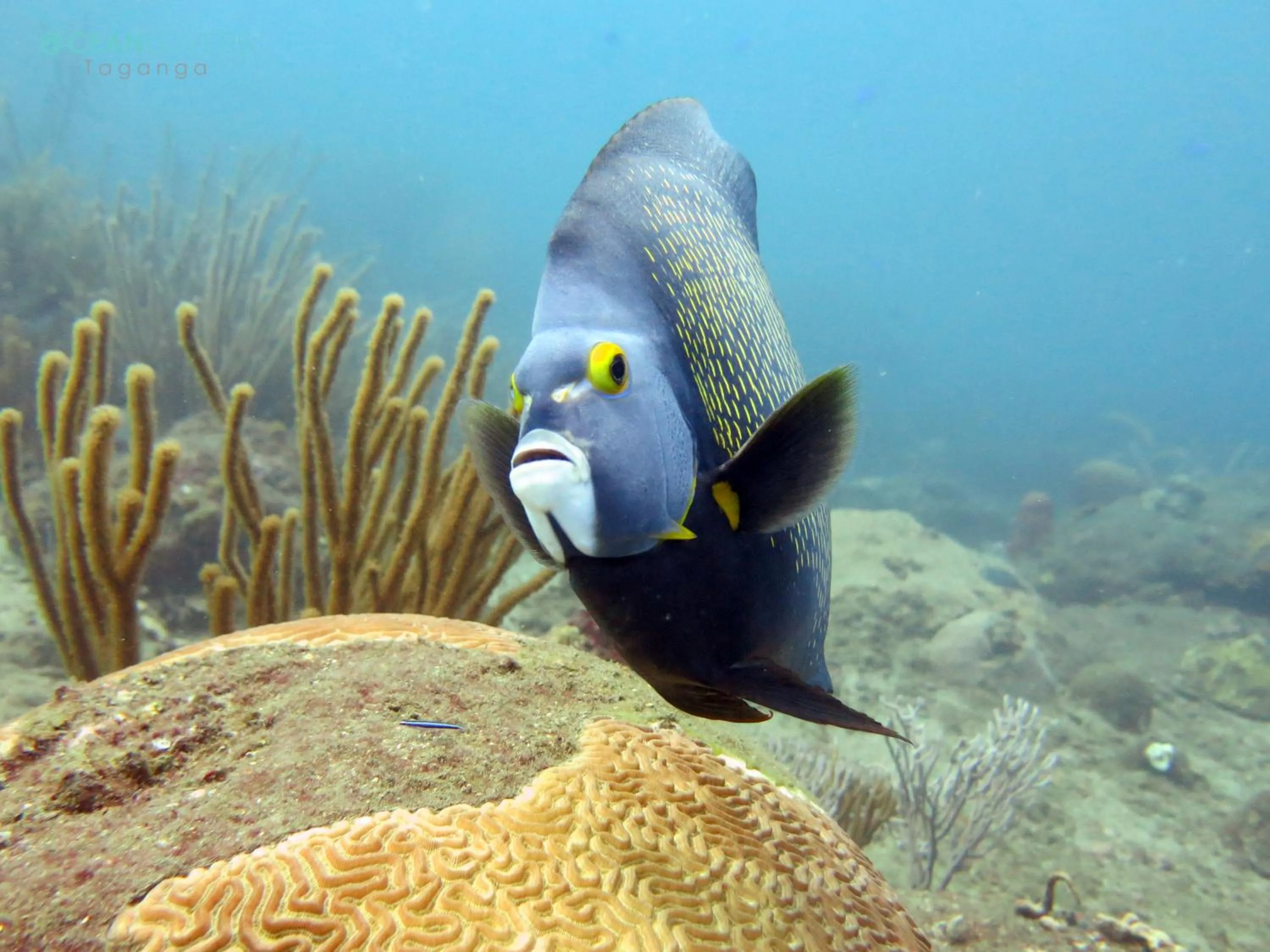 Diving in Ocean lovers Apartamentos