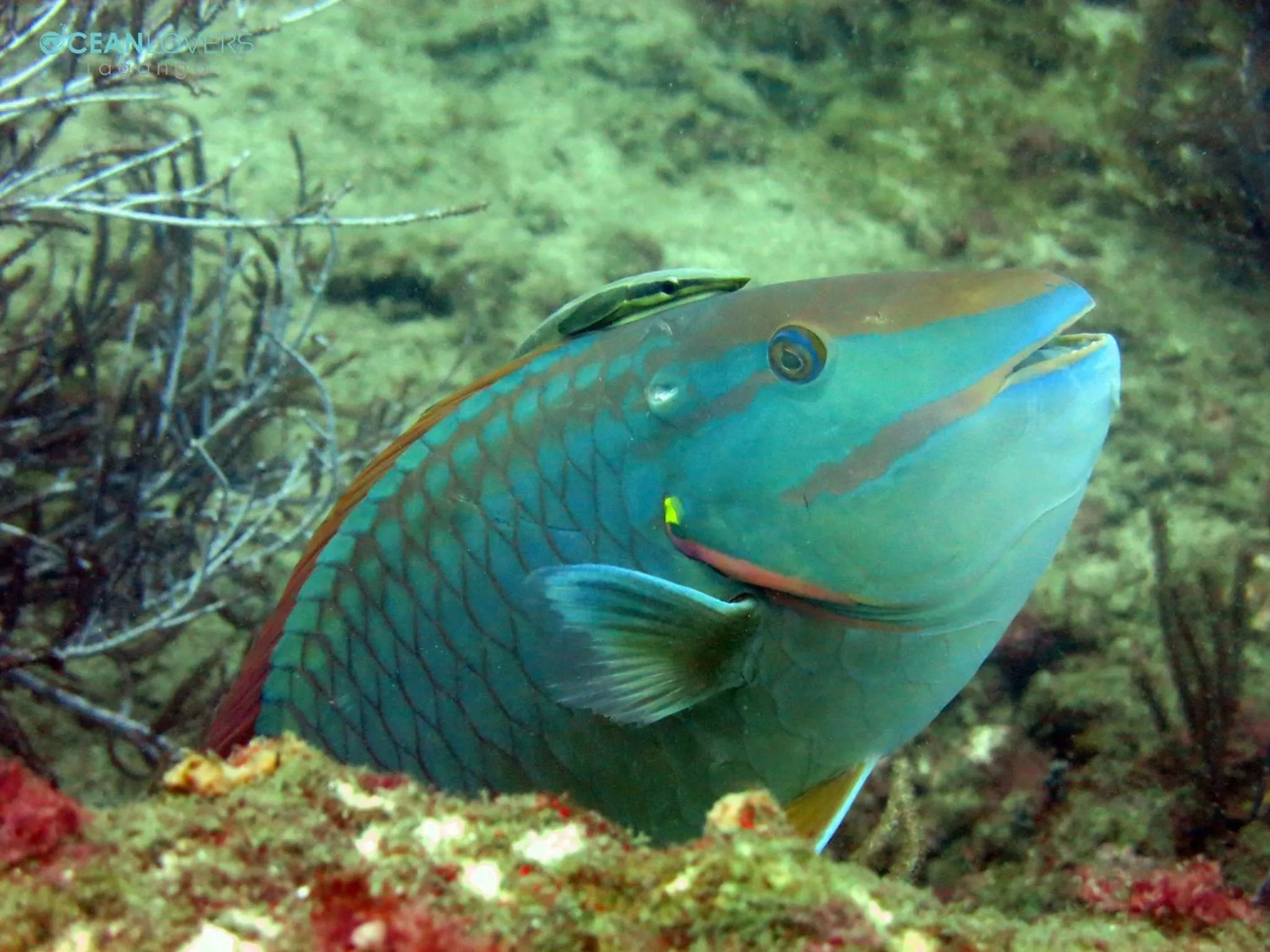Diving in Ocean lovers Apartamentos