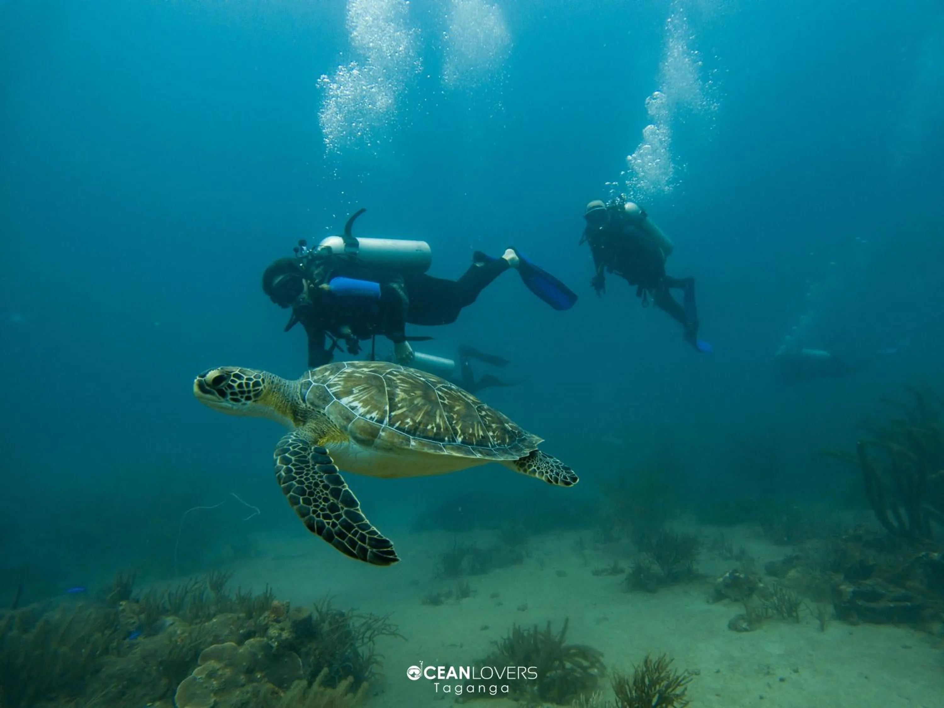 Diving in Ocean lovers Apartamentos
