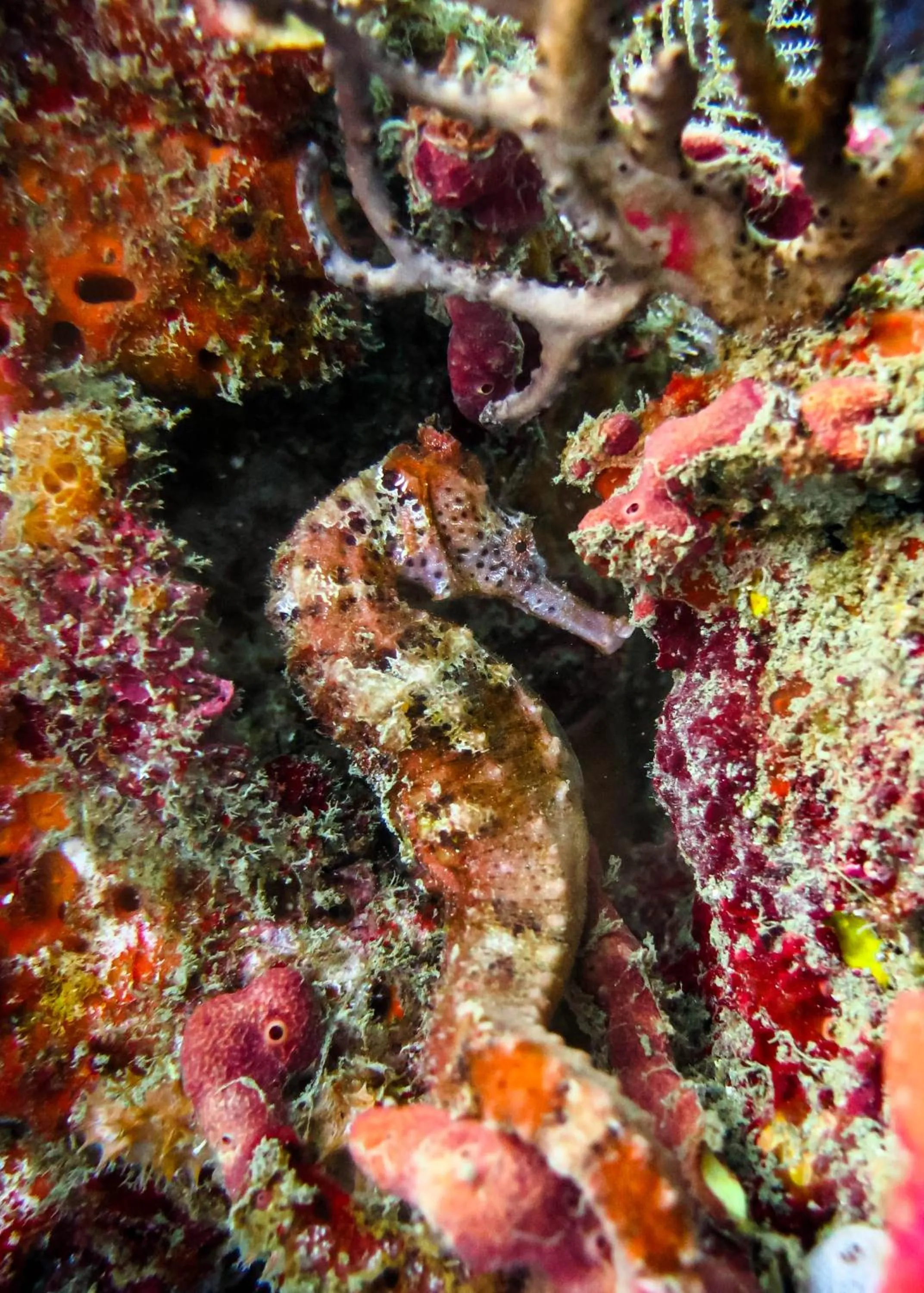 Diving in Ocean lovers Apartamentos