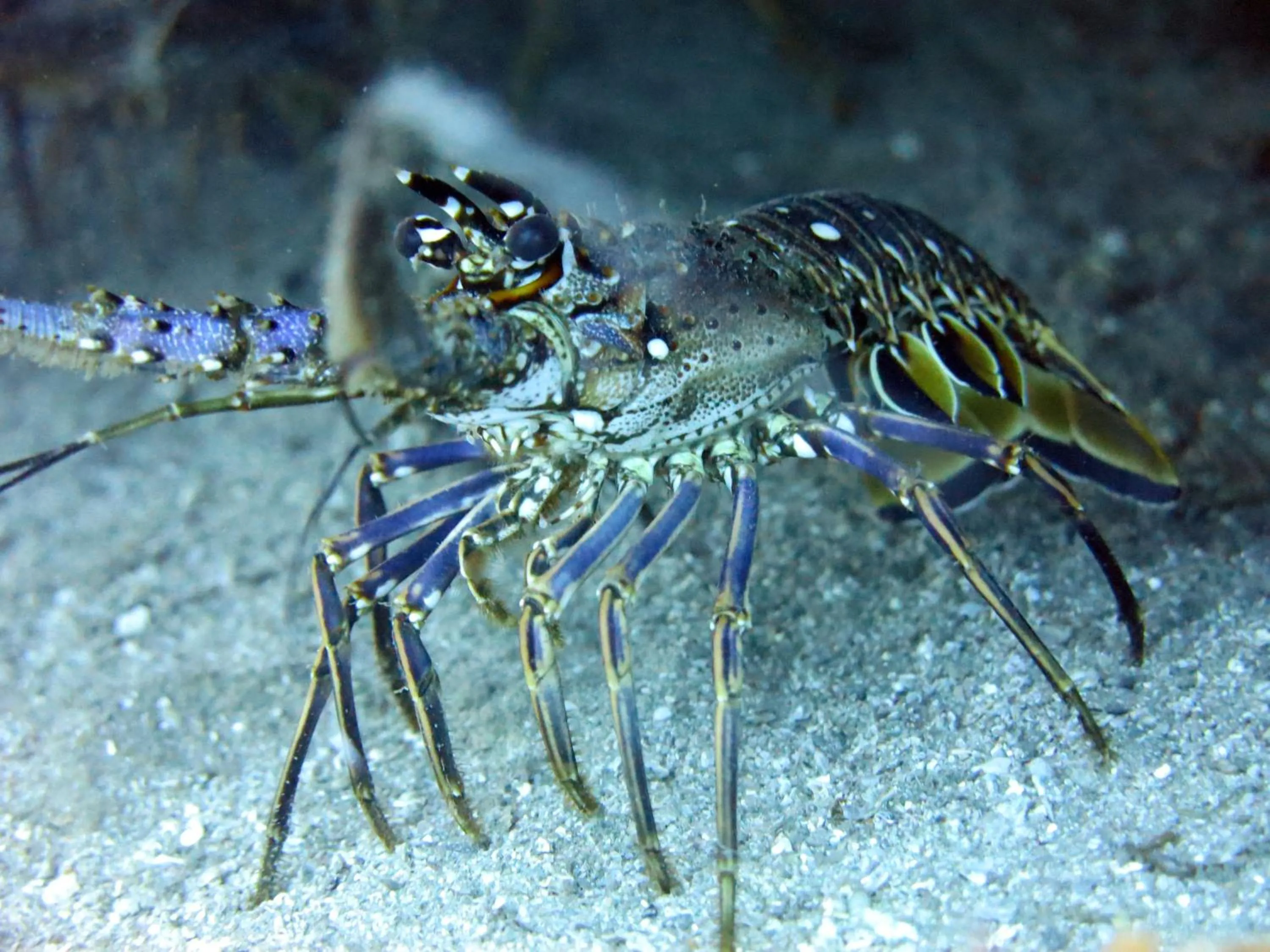 Diving in Ocean lovers Apartamentos