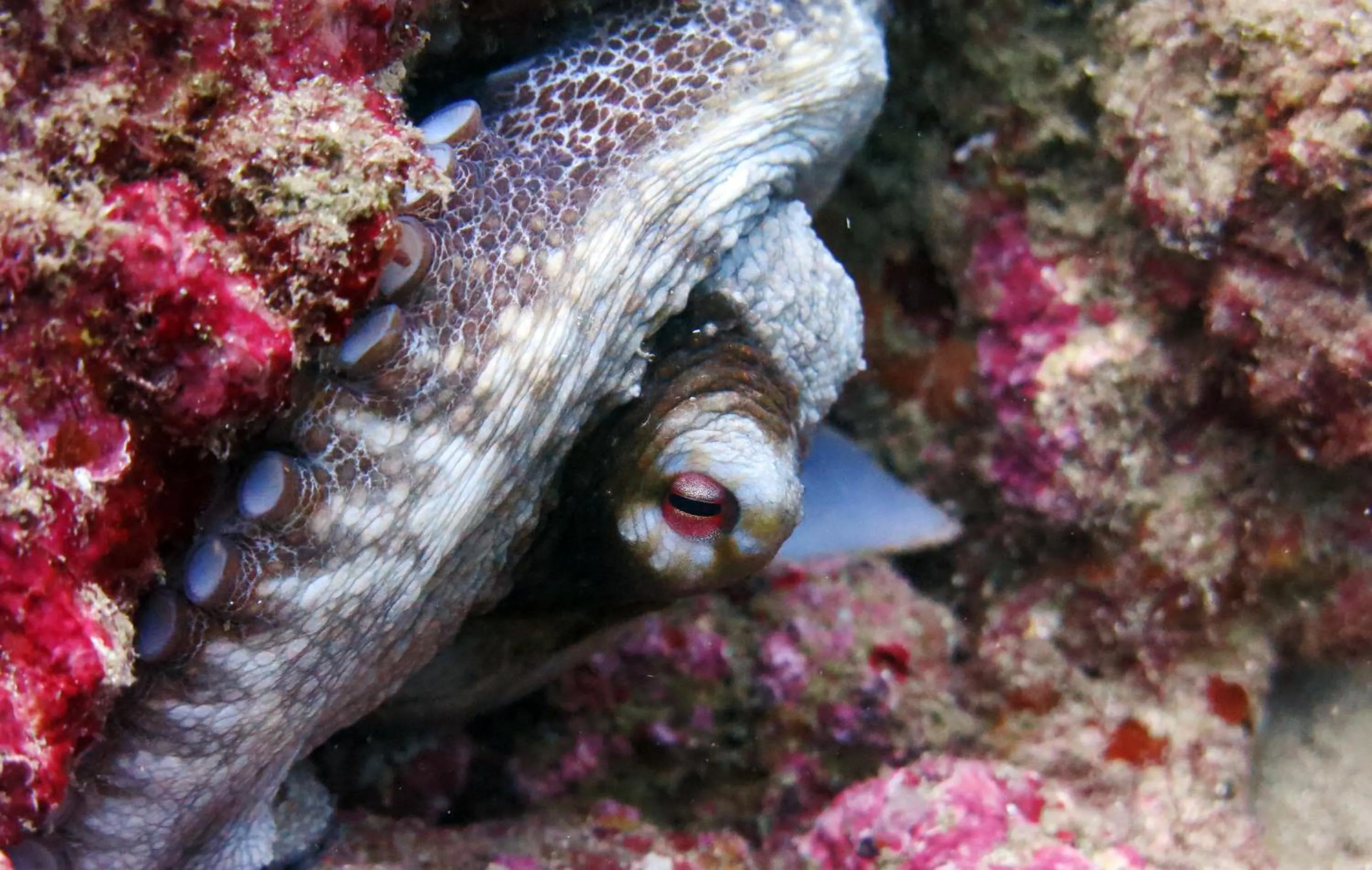 Diving in Ocean lovers Apartamentos