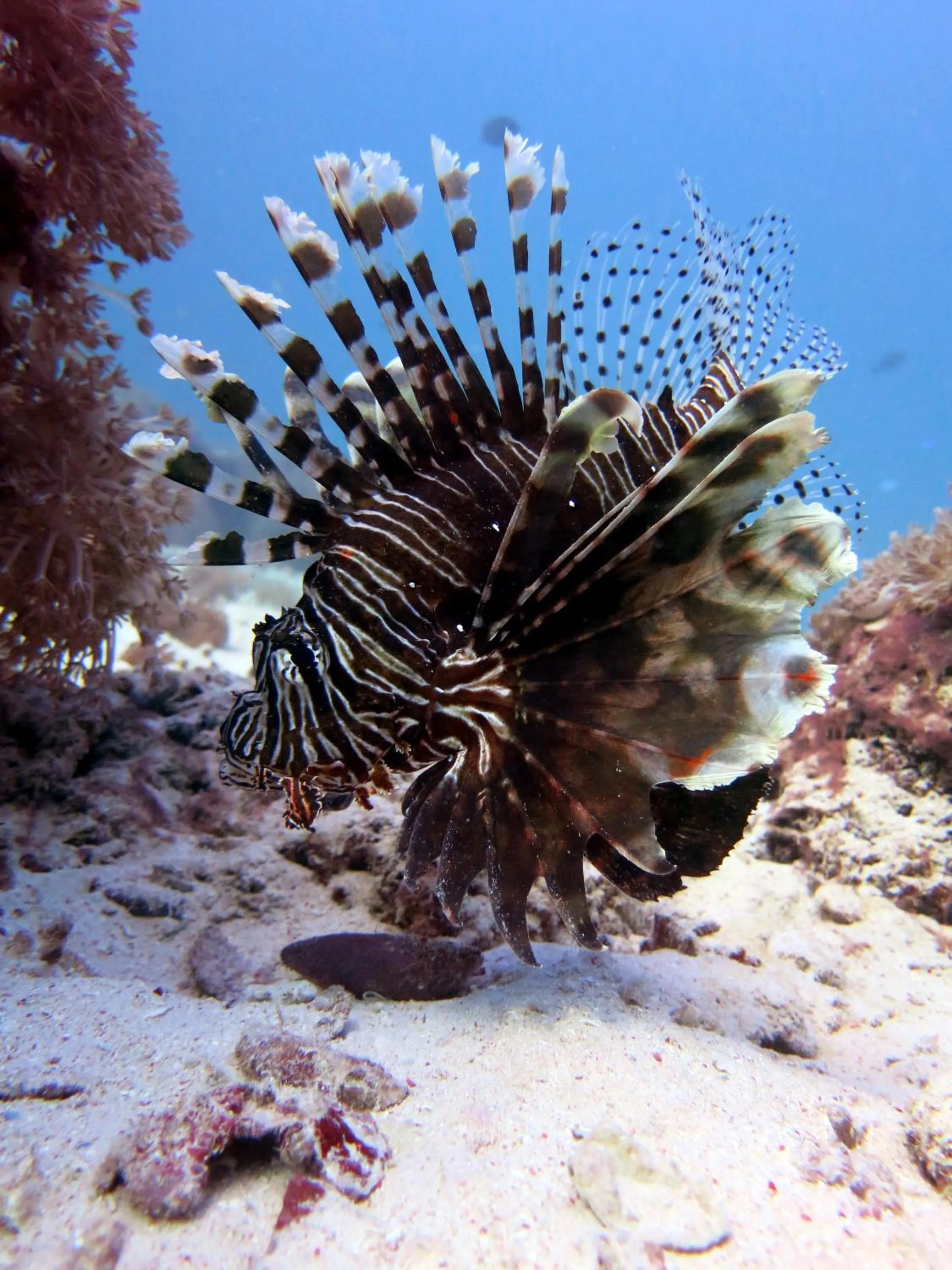 Fishing in Ocean lovers Apartamentos