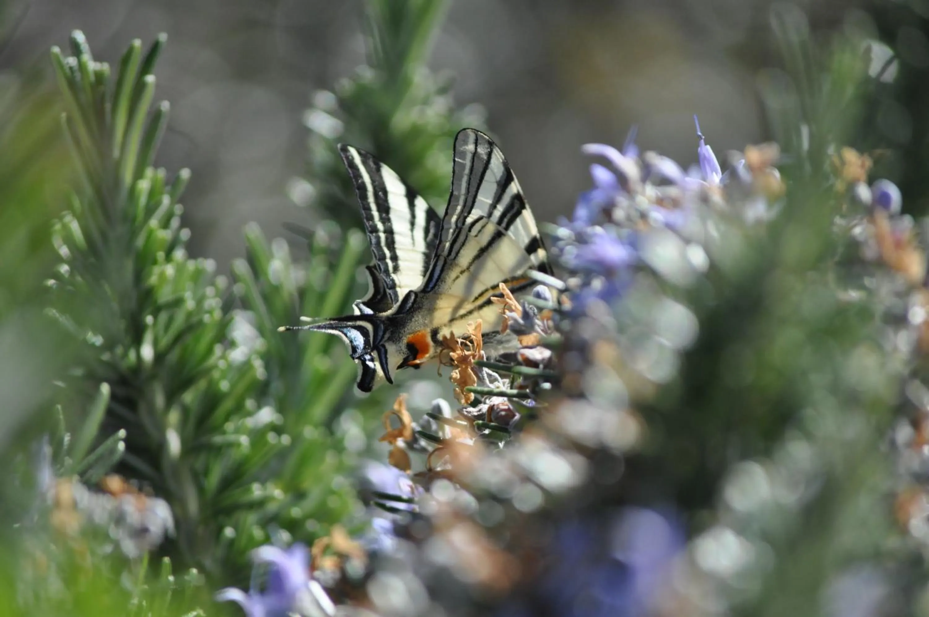 Animals in Domus Hotel