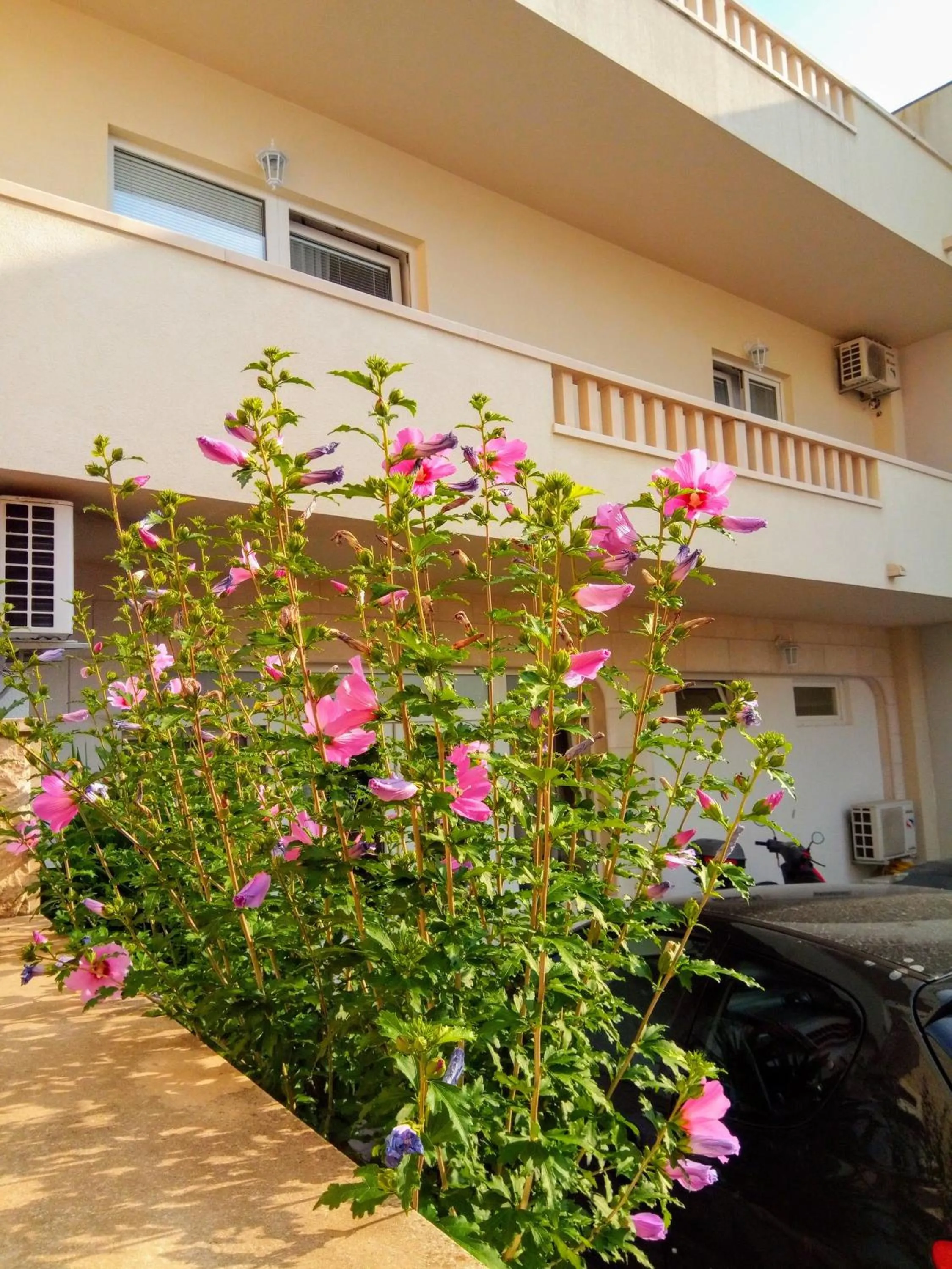 Apartments Bose