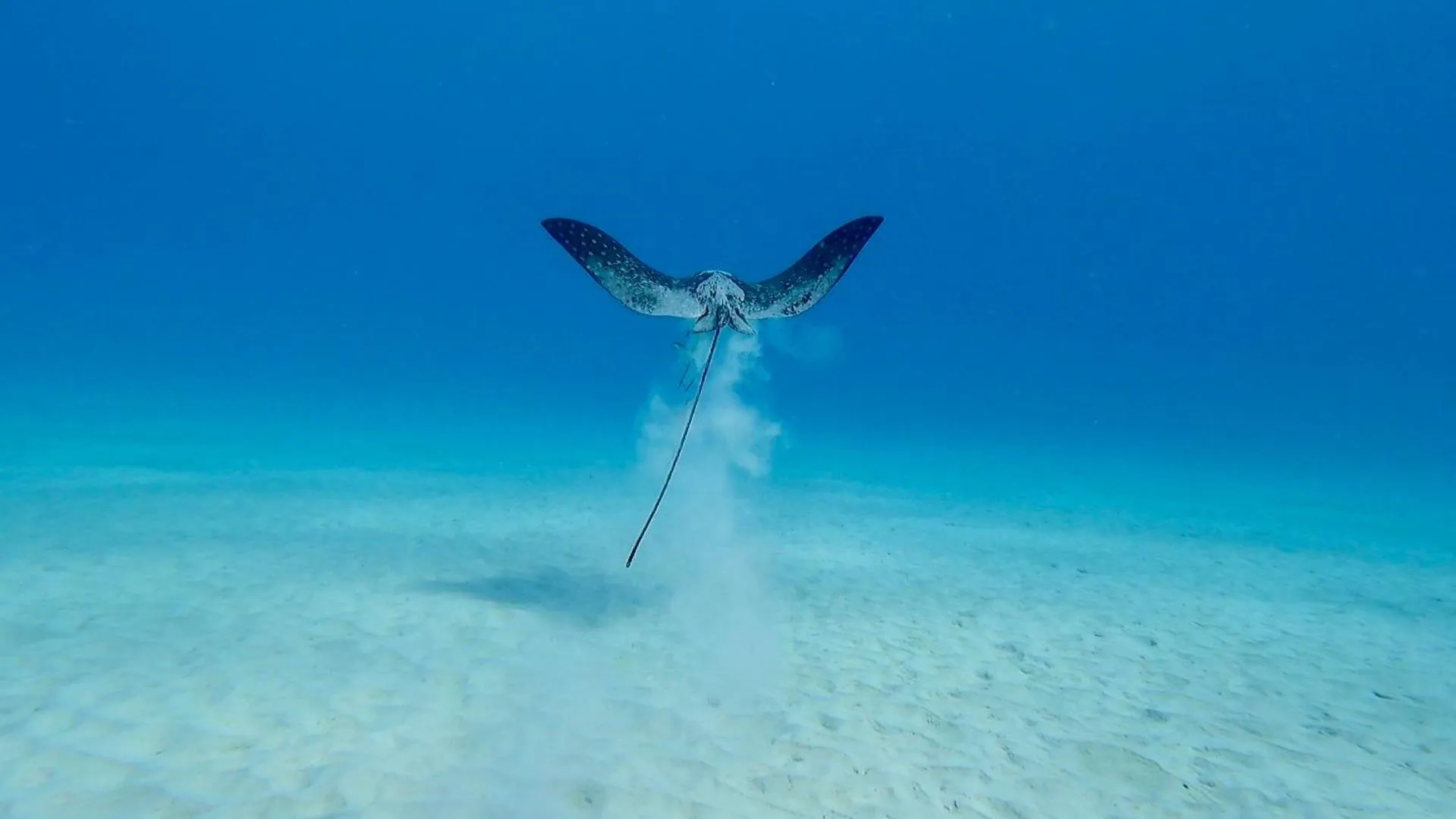 Diving in Oasis guesthouse, Boutique Style Hotel