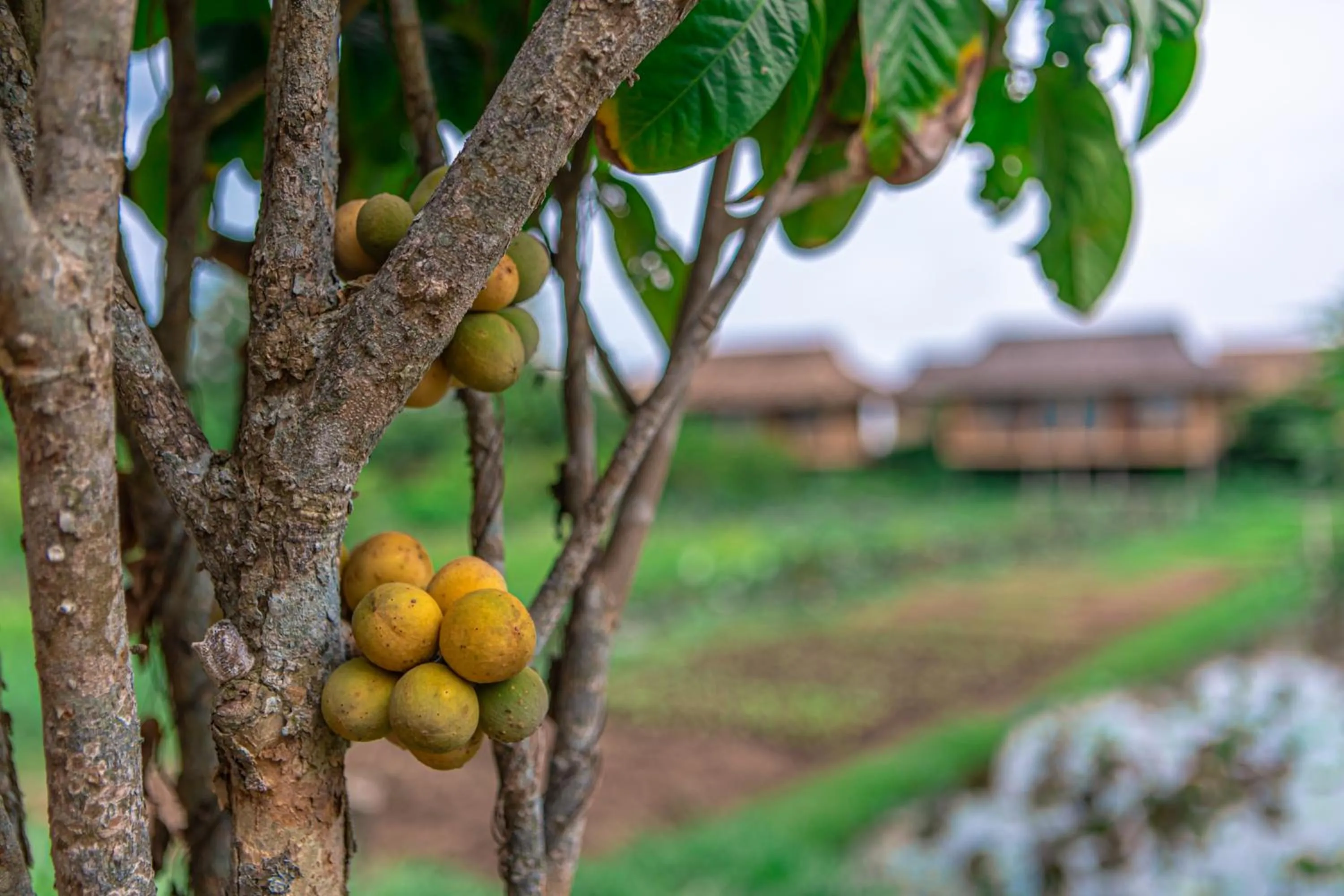 Neighbourhood in Mekong Riverside Boutique Resort & Spa