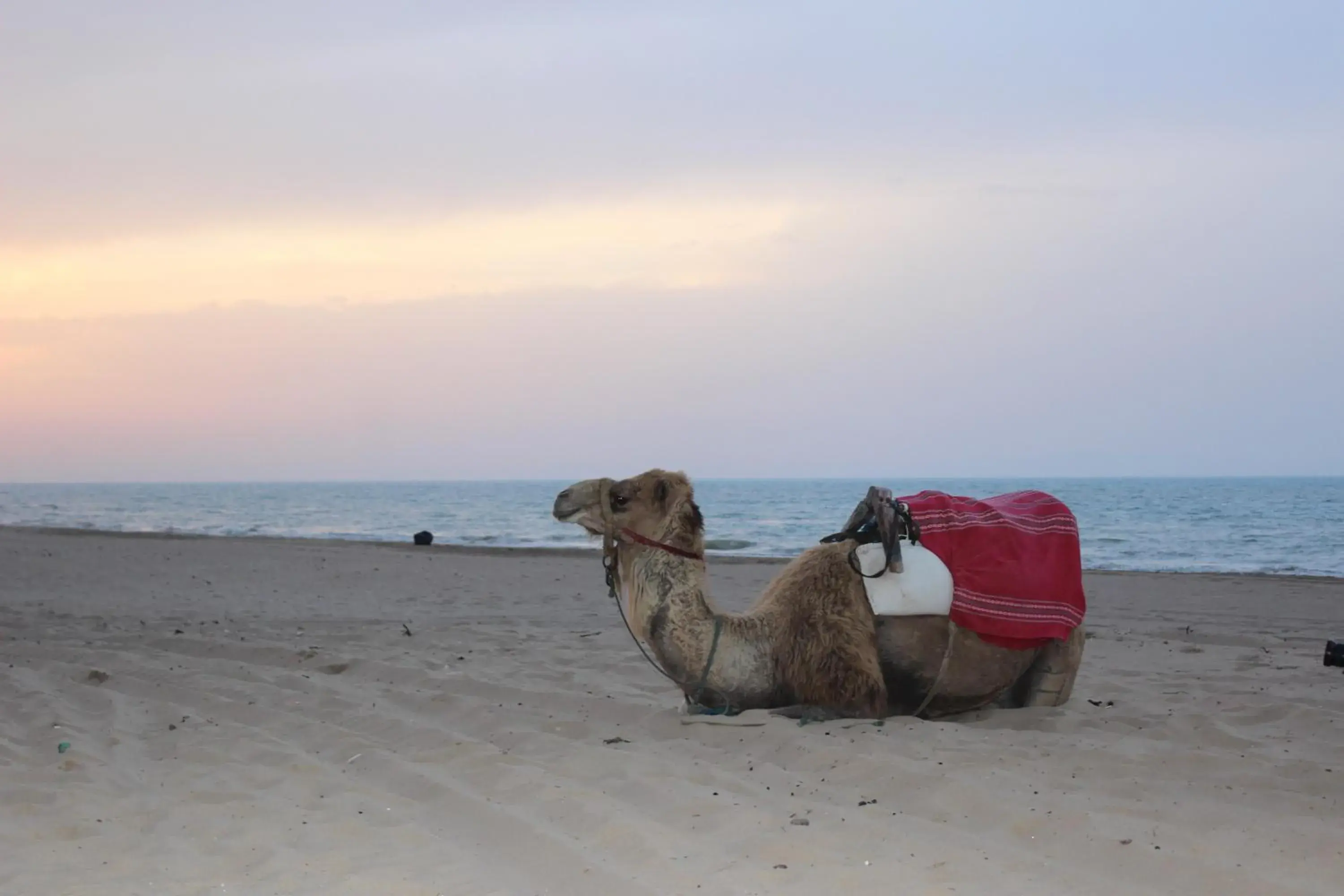 Regency Tunis Hotel Regency Tunis Hotel