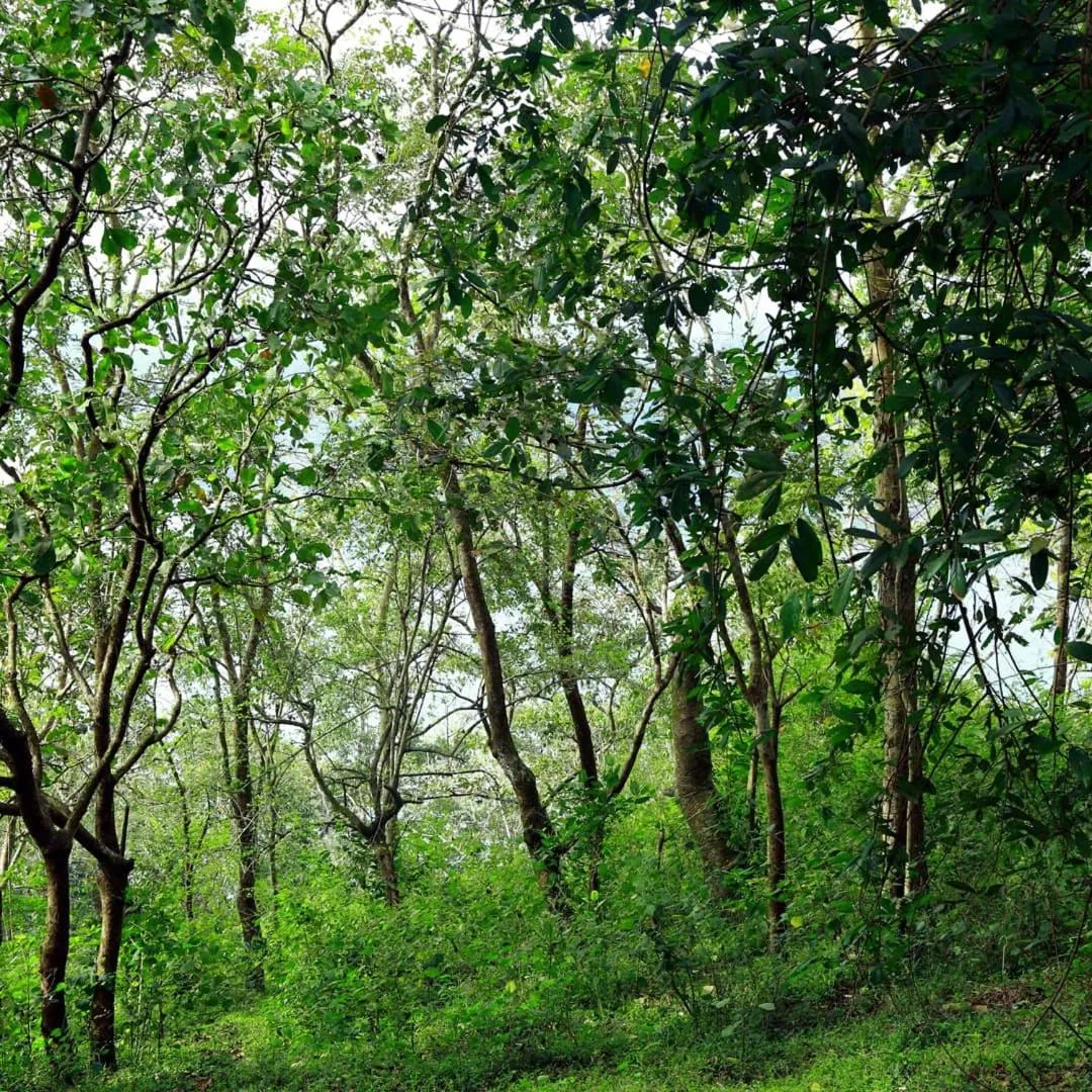 Natural landscape in Olivia Homestay Idukki