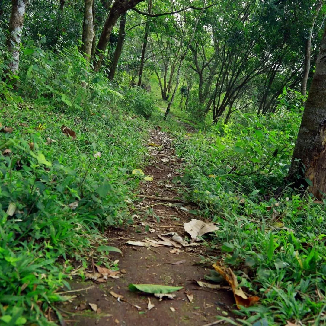 Olivia Homestay Idukki