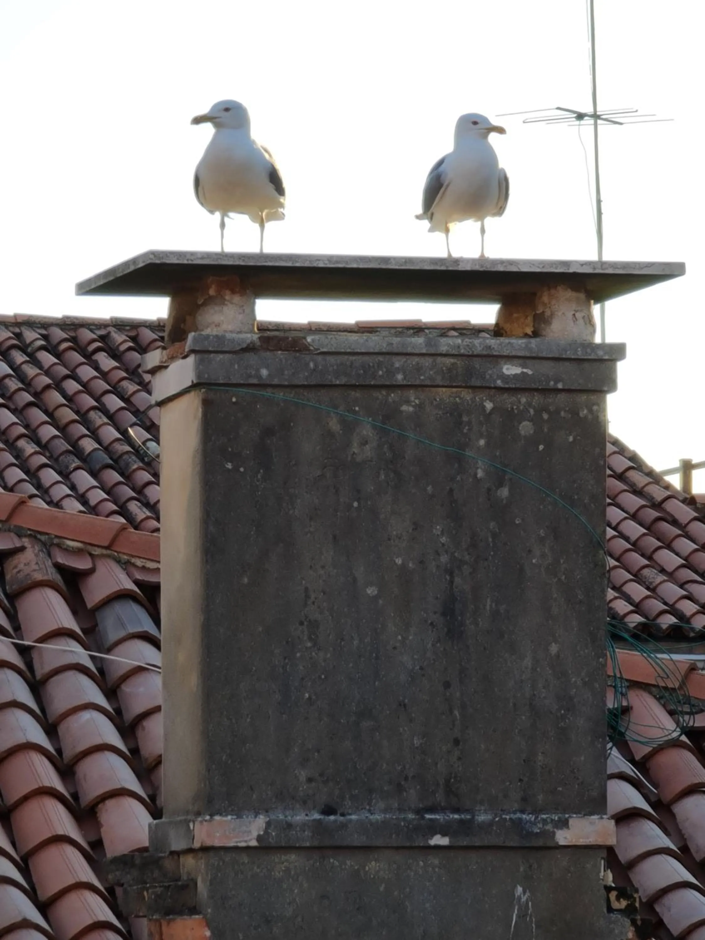 Venice Luxury -Friendly Venice Suites