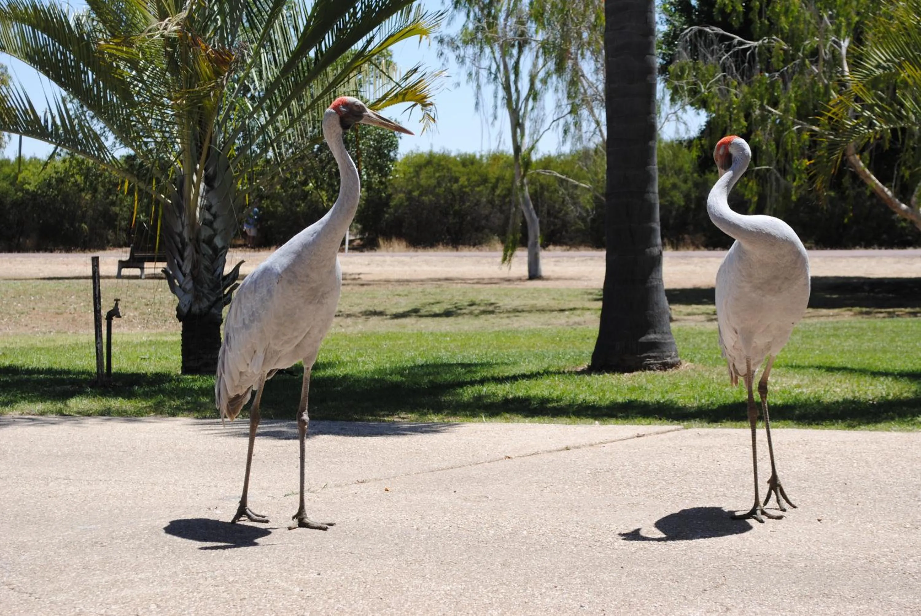 Animals in Albert Park Motor Inn