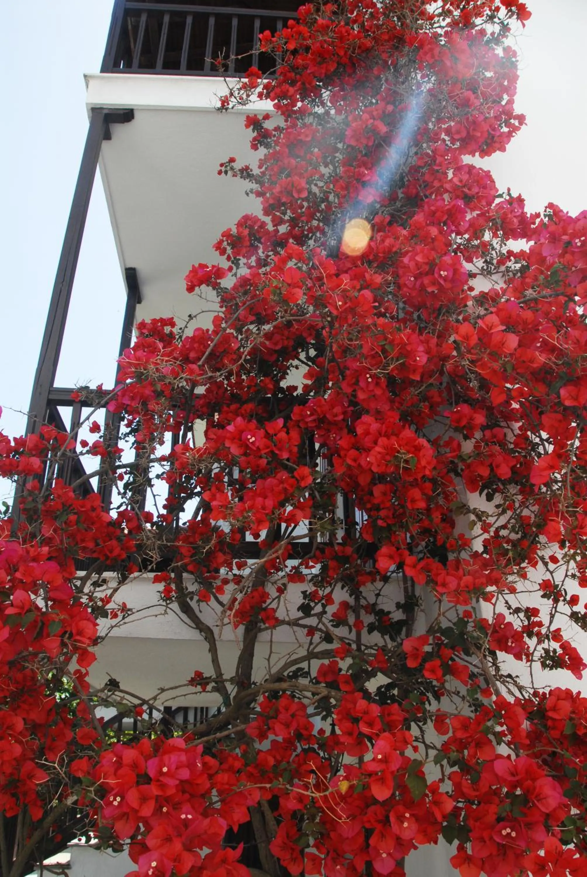 Garden in Anofli Suites