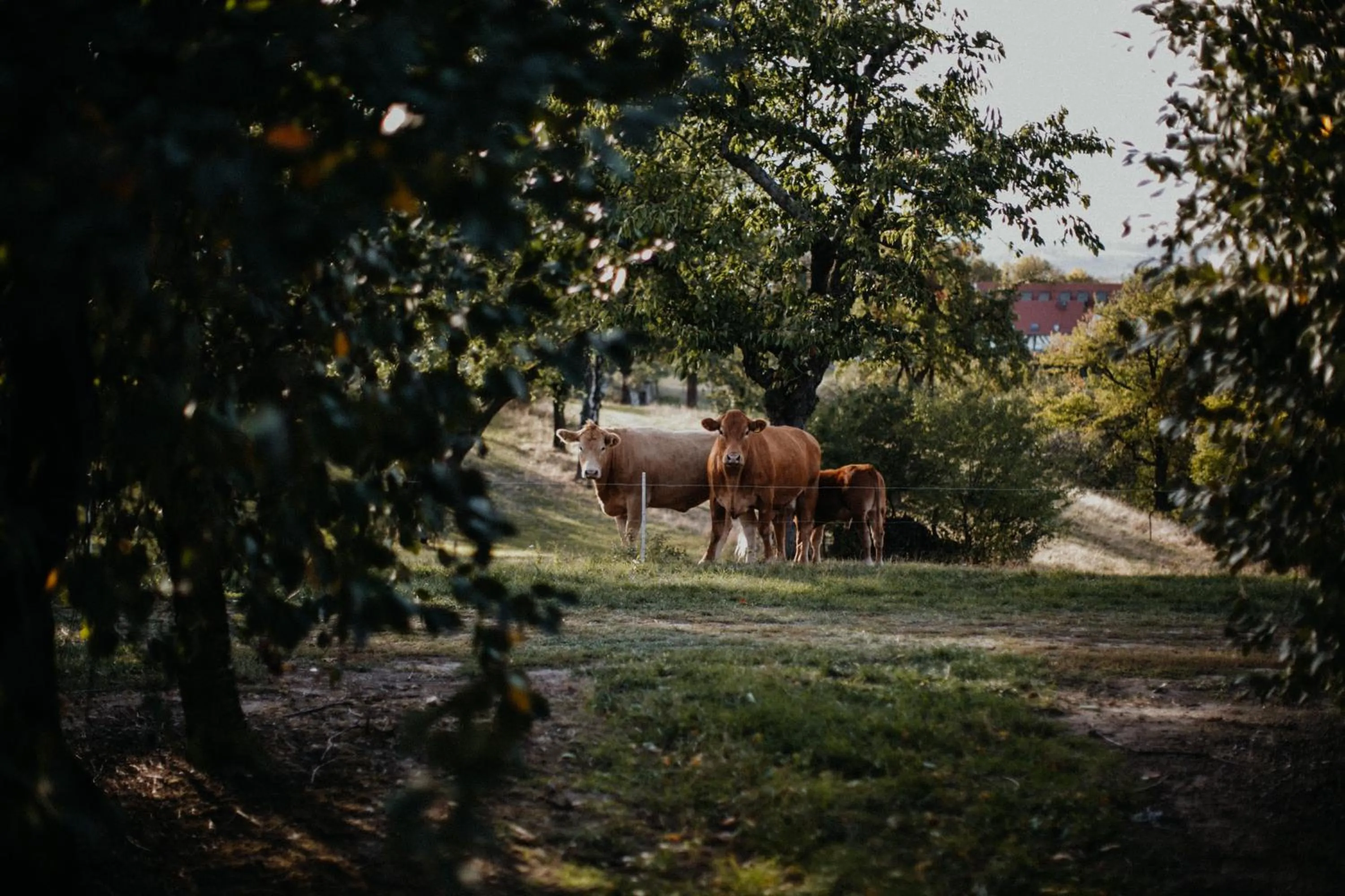 Natural landscape in Landhotel Rosenschänke