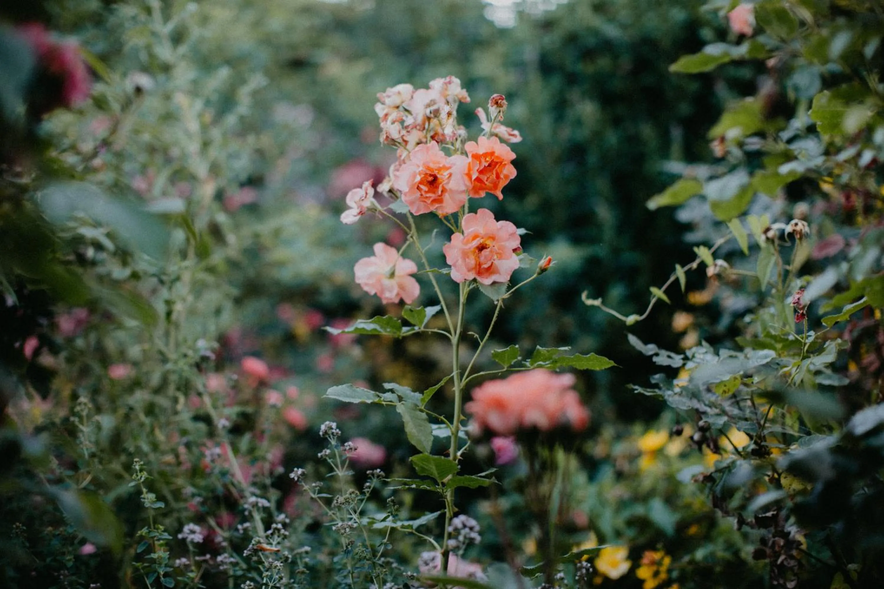Decorative detail in Landhotel Rosenschänke