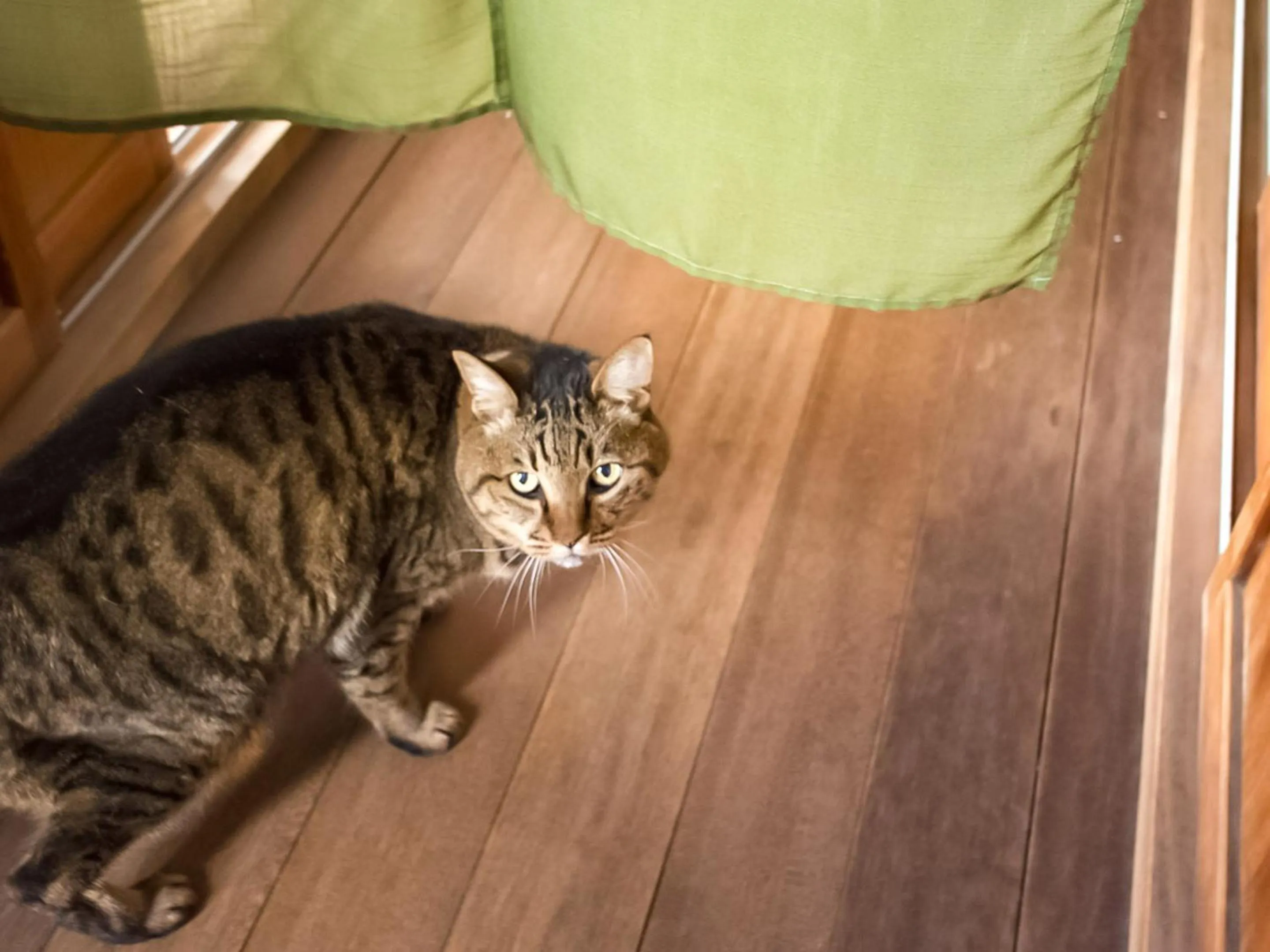 Pets in Guest Cafe Kuchikumano