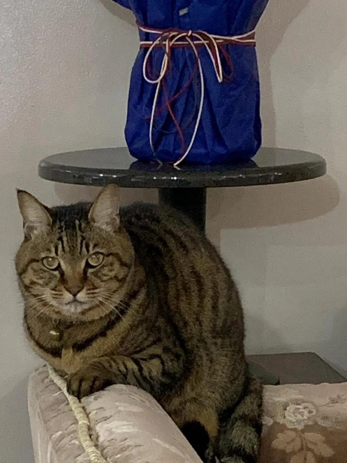 Pets in Guest Cafe Kuchikumano